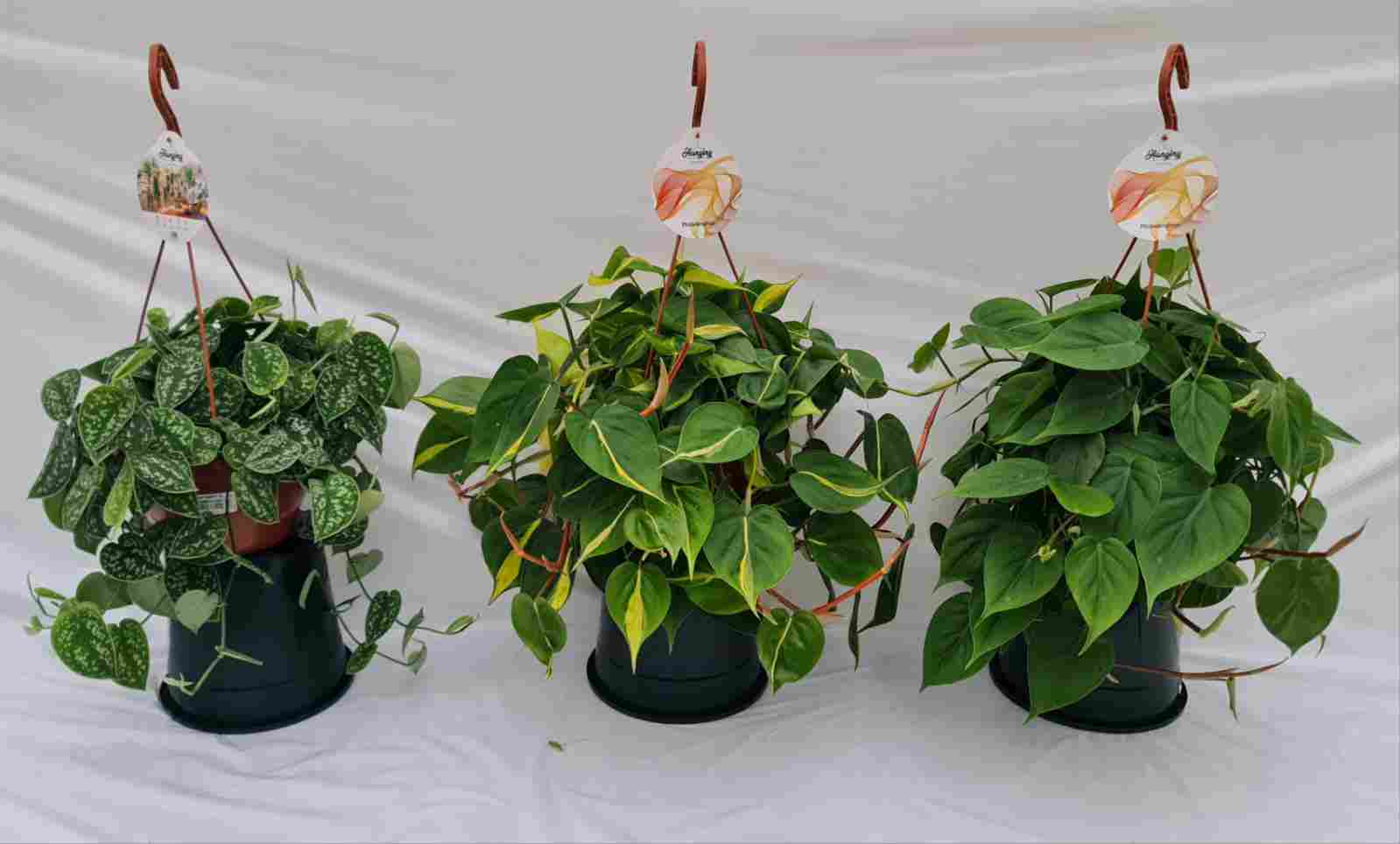 SCINDAPSUS Y PHILODENDRO MIX C 23 COLGANTE