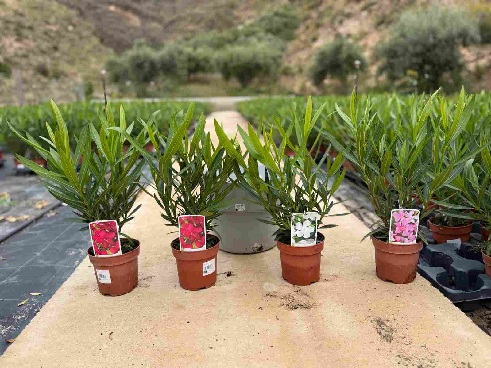 NERIUM OLEANDER C 14 (680)