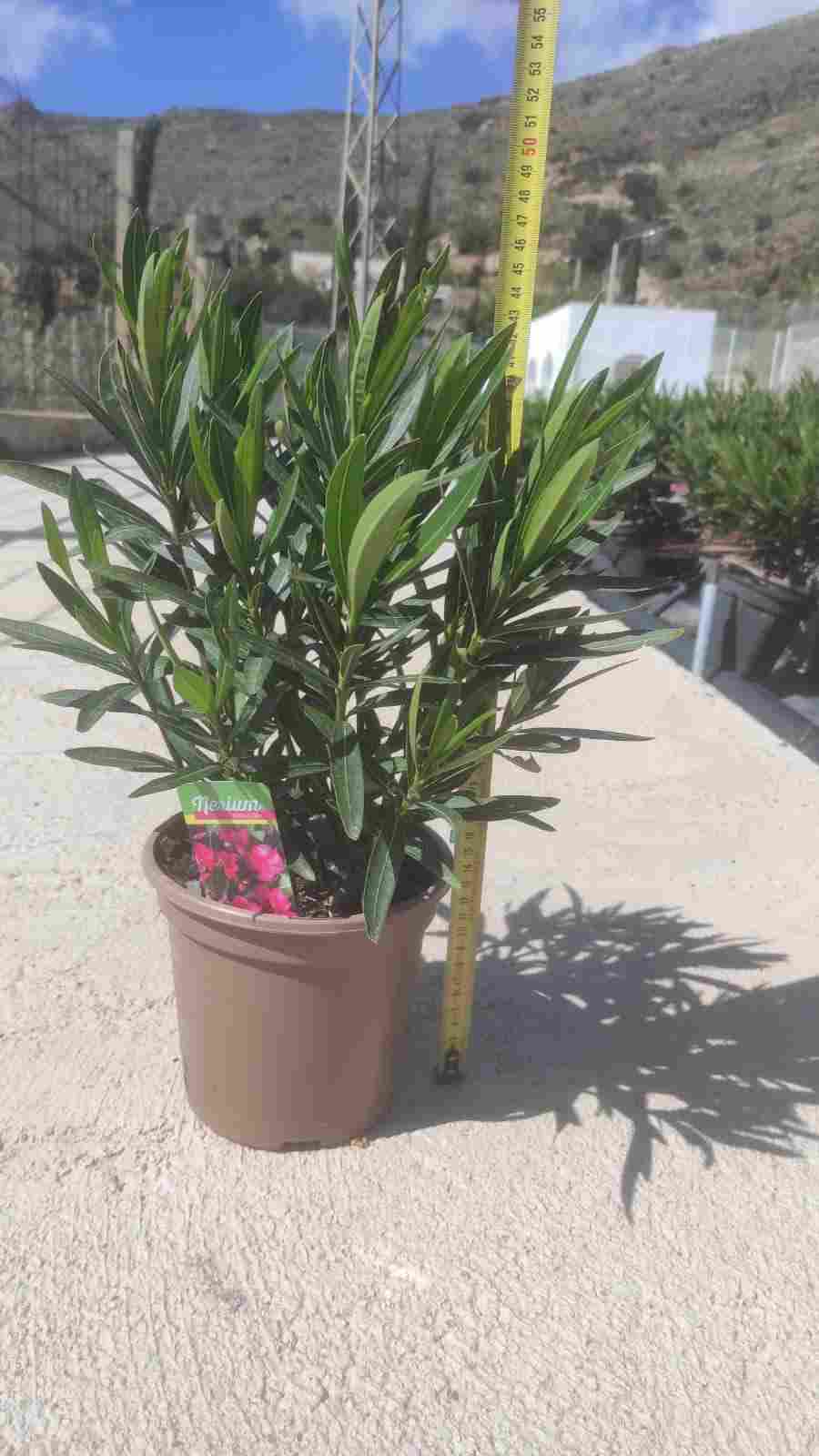 NERIUM OLEANDER C 17