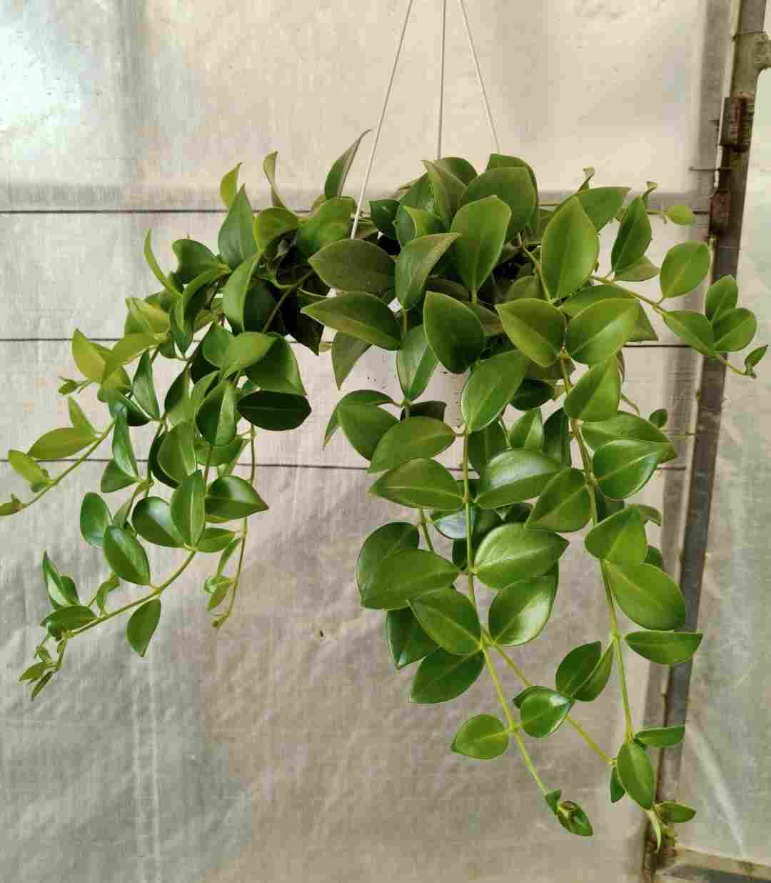 AESCHINANTHUS C 15