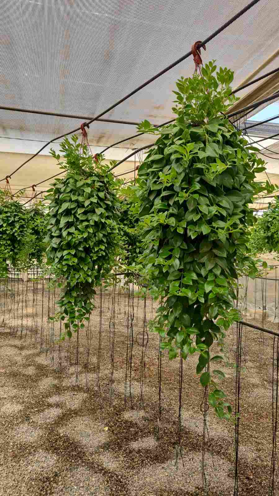 AESCHINANTHUS C 20 "EXTRA"