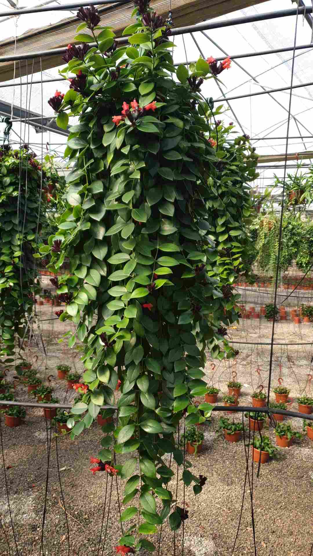 AESCHINANTHUS C 25 "EXTRA"