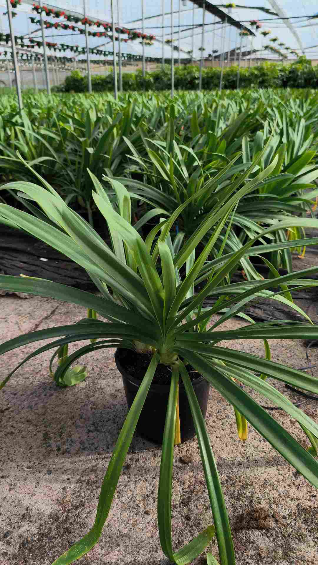AGAPANTHUS C 20
