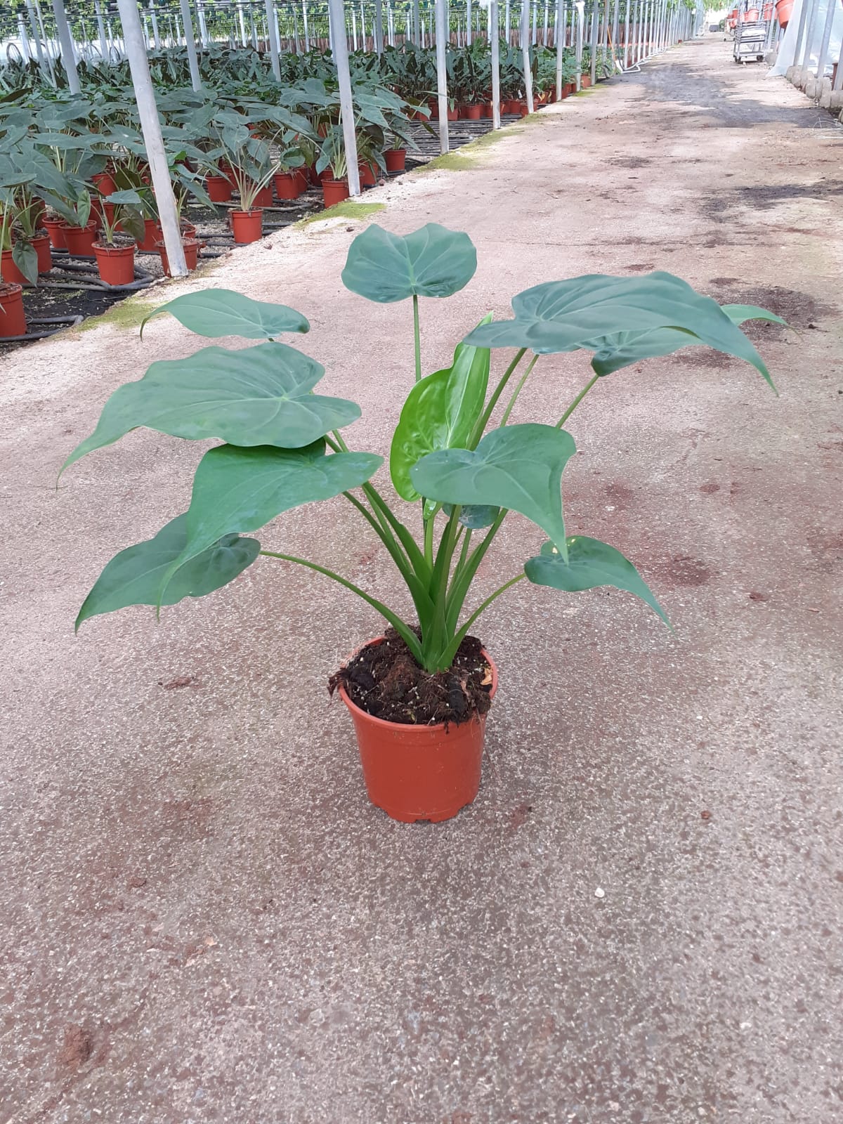 ALOCASIA CUCULLATA C 17 60 CM