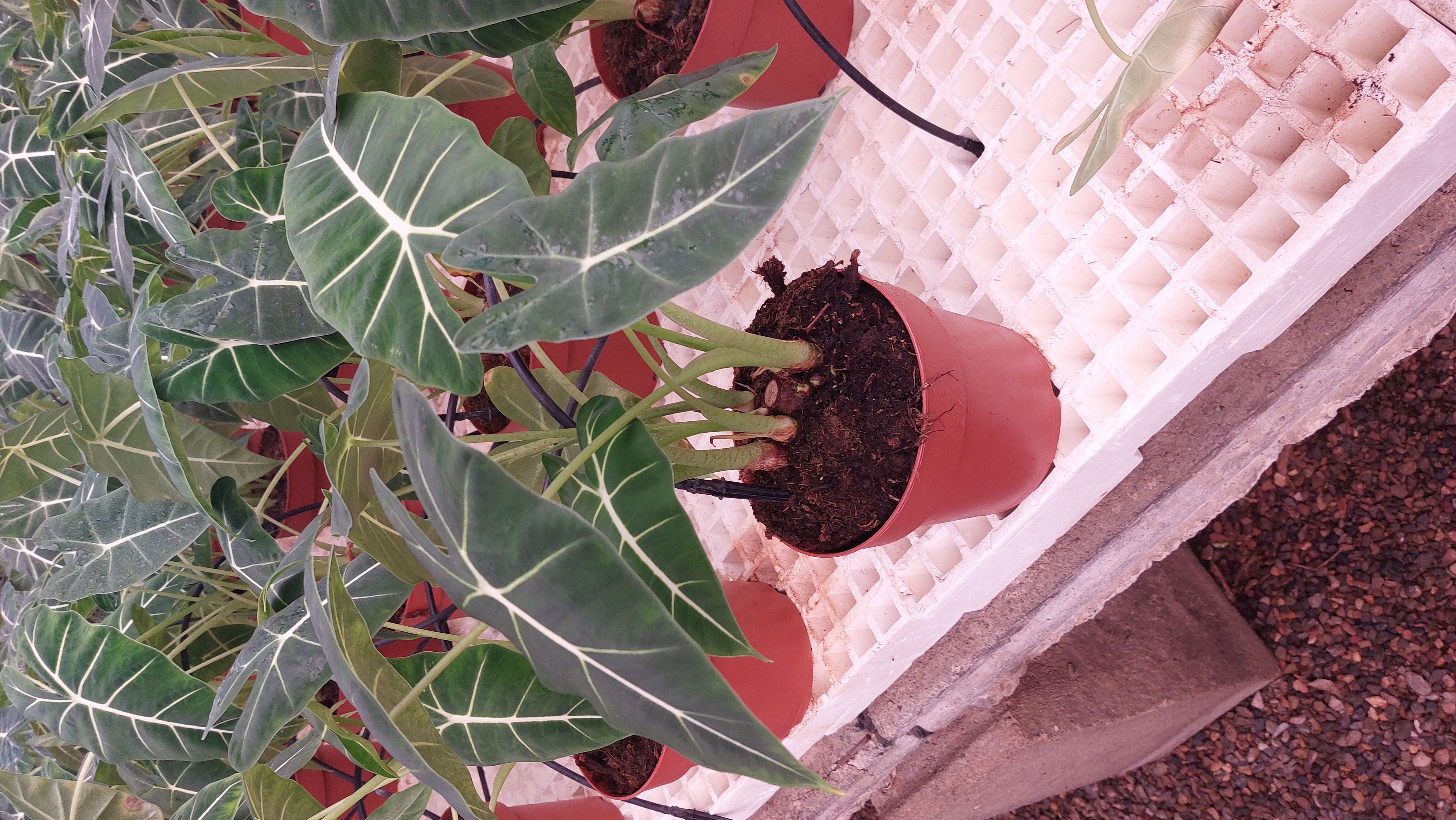 ALOCASIA FRYDEK C 17