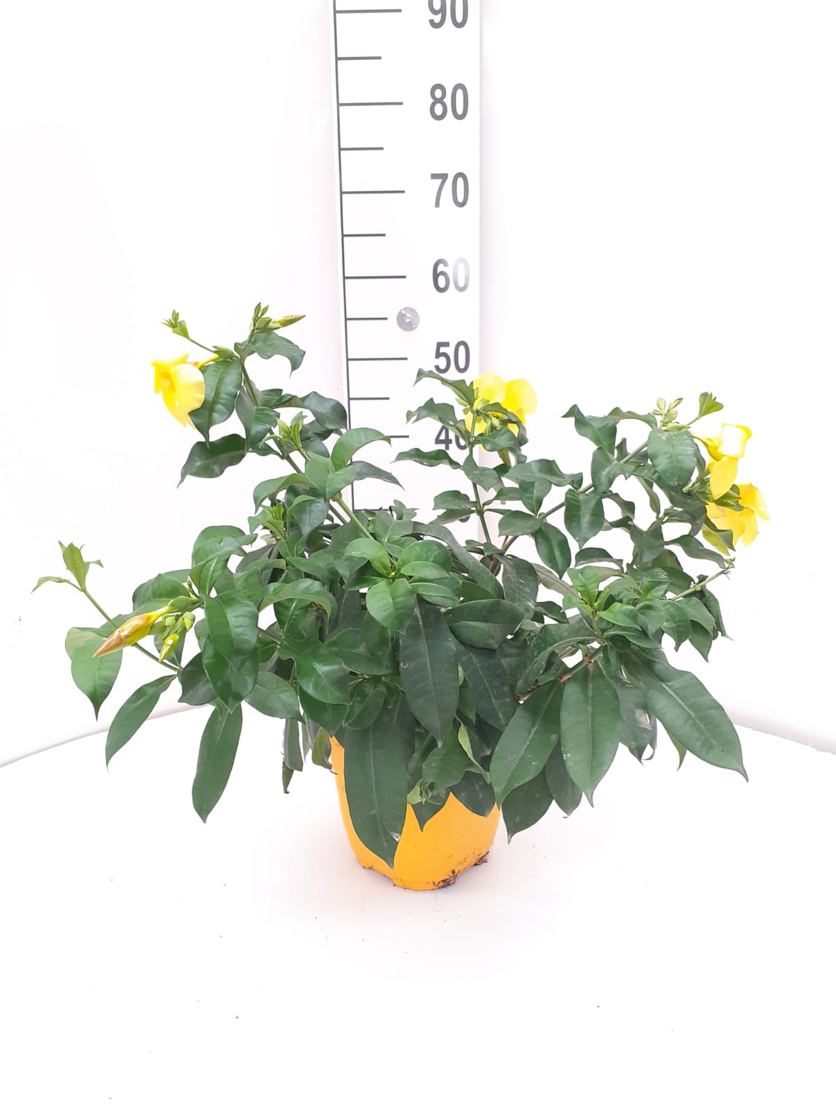 ALLAMANDA C 17 ARBUSTIVA