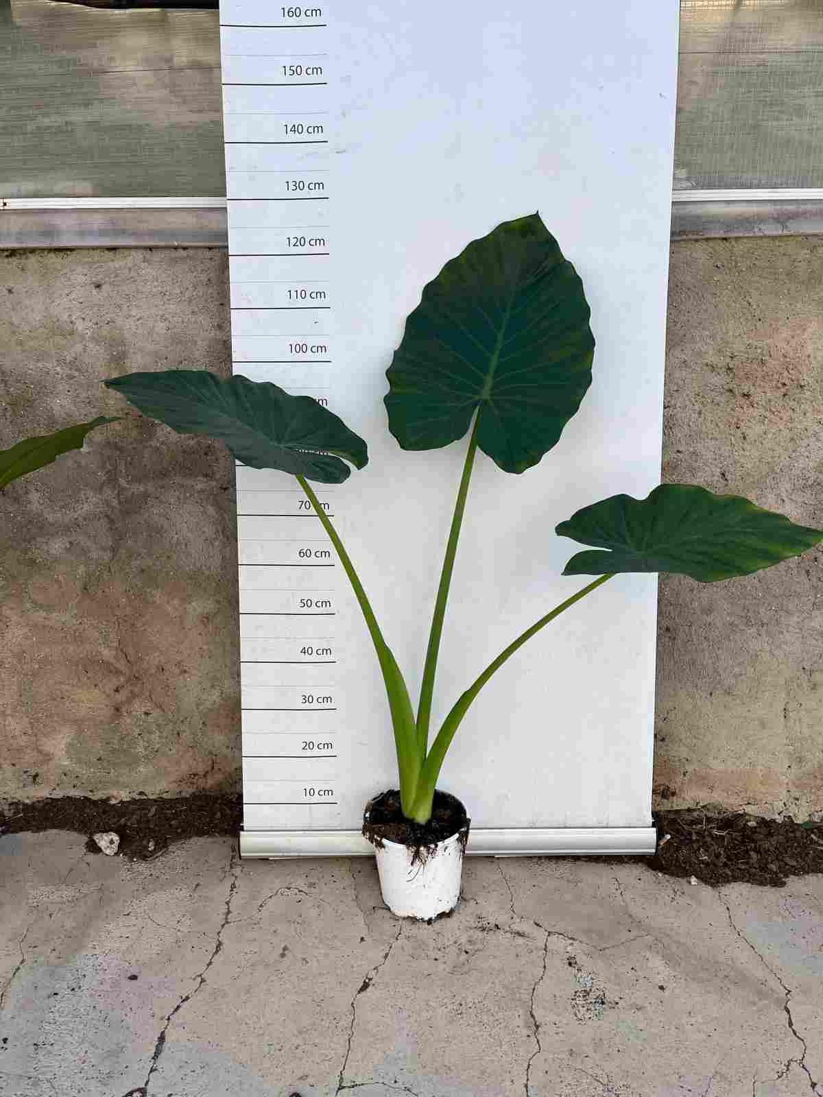ALOCASIA MACRORRHIZA "OREJA ELEFANTE" C 20