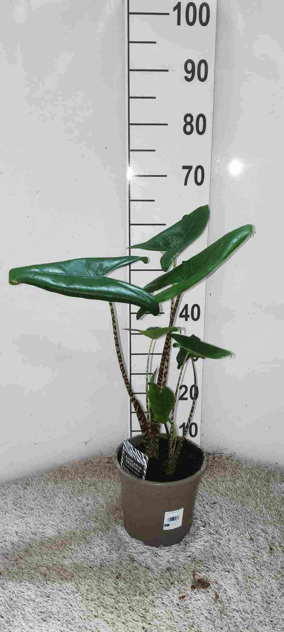 ALOCASIA ZEBRINA C 17 60 CM 2 PLANTAS