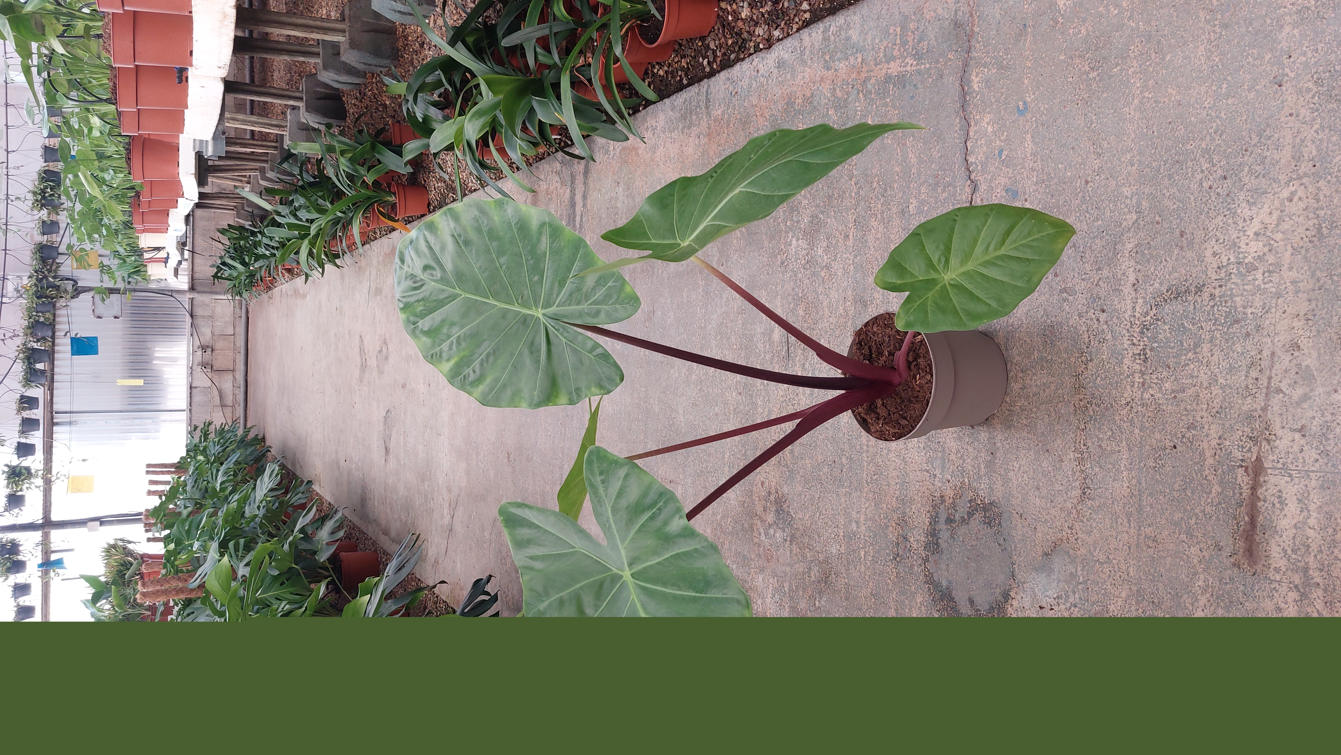 ALOCASIA IMPERIAL RED C 17