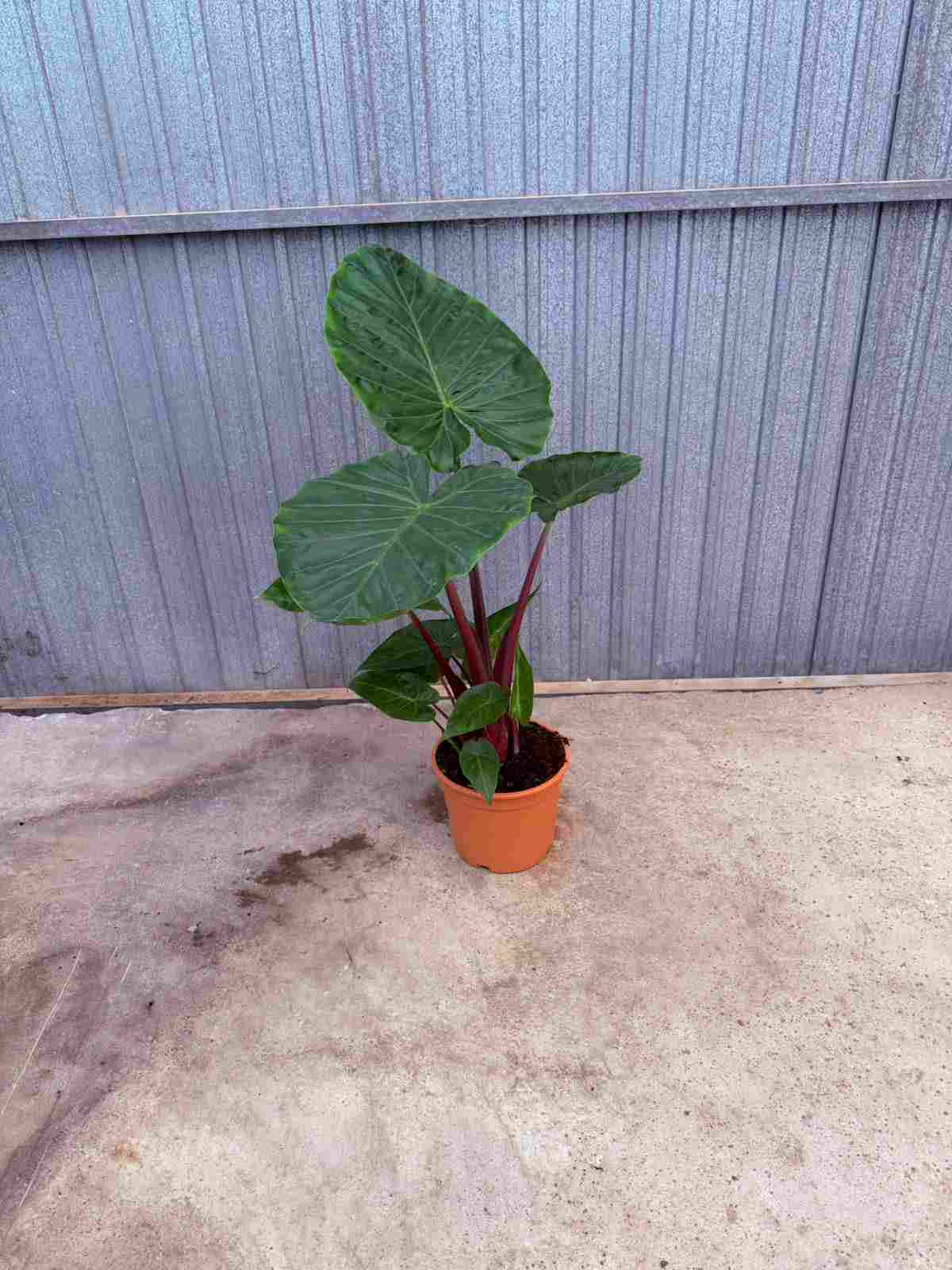 ALOCASIA IMPERIAL RED C 22