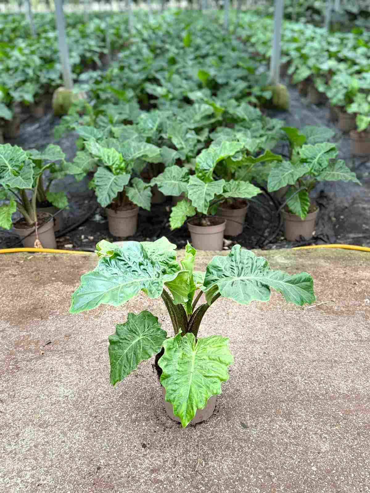 ALOCASIA LOW RIDER C 17 40 CM