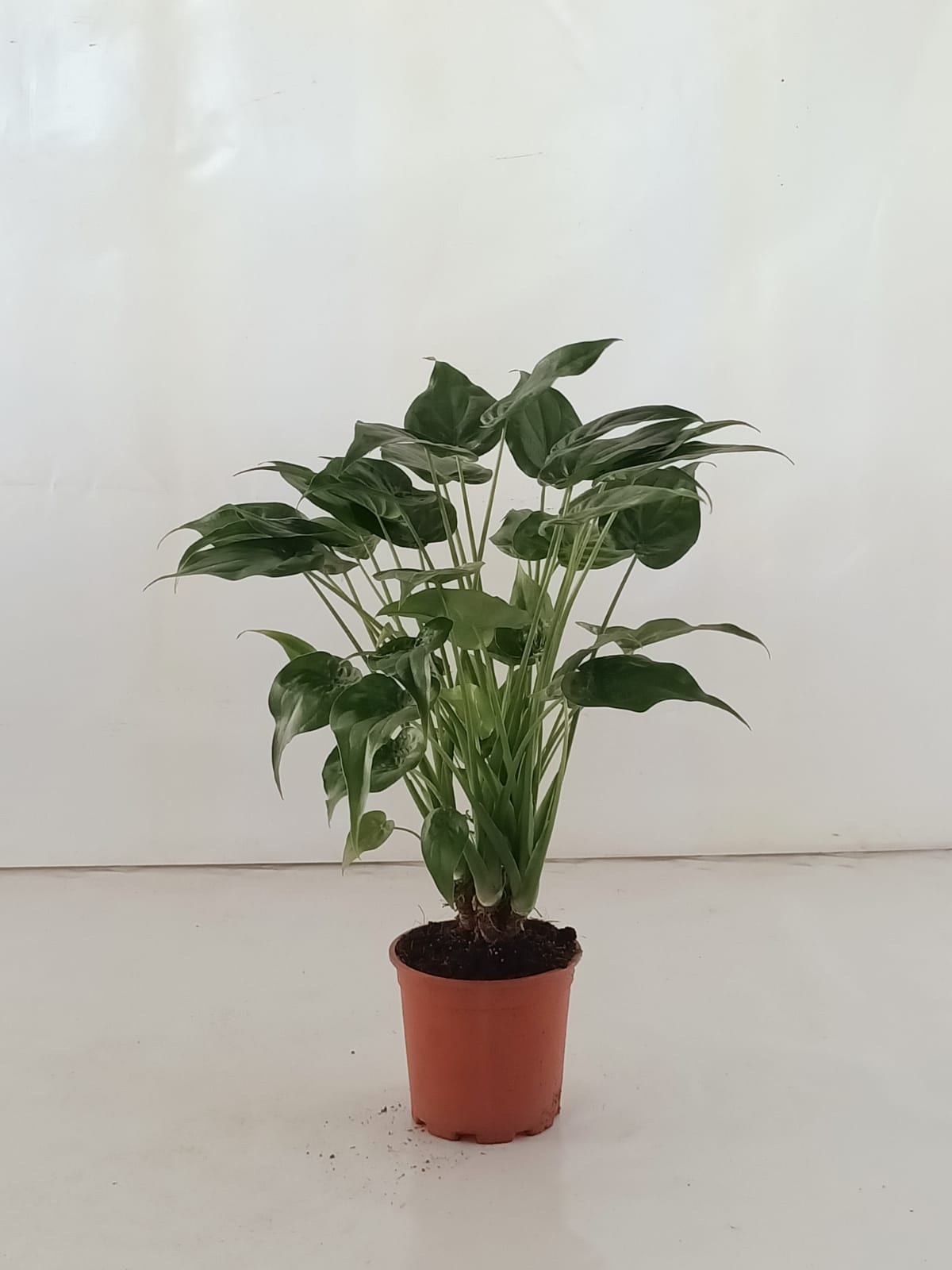 ALOCASIA CUCULLATA BRANCHE C 17