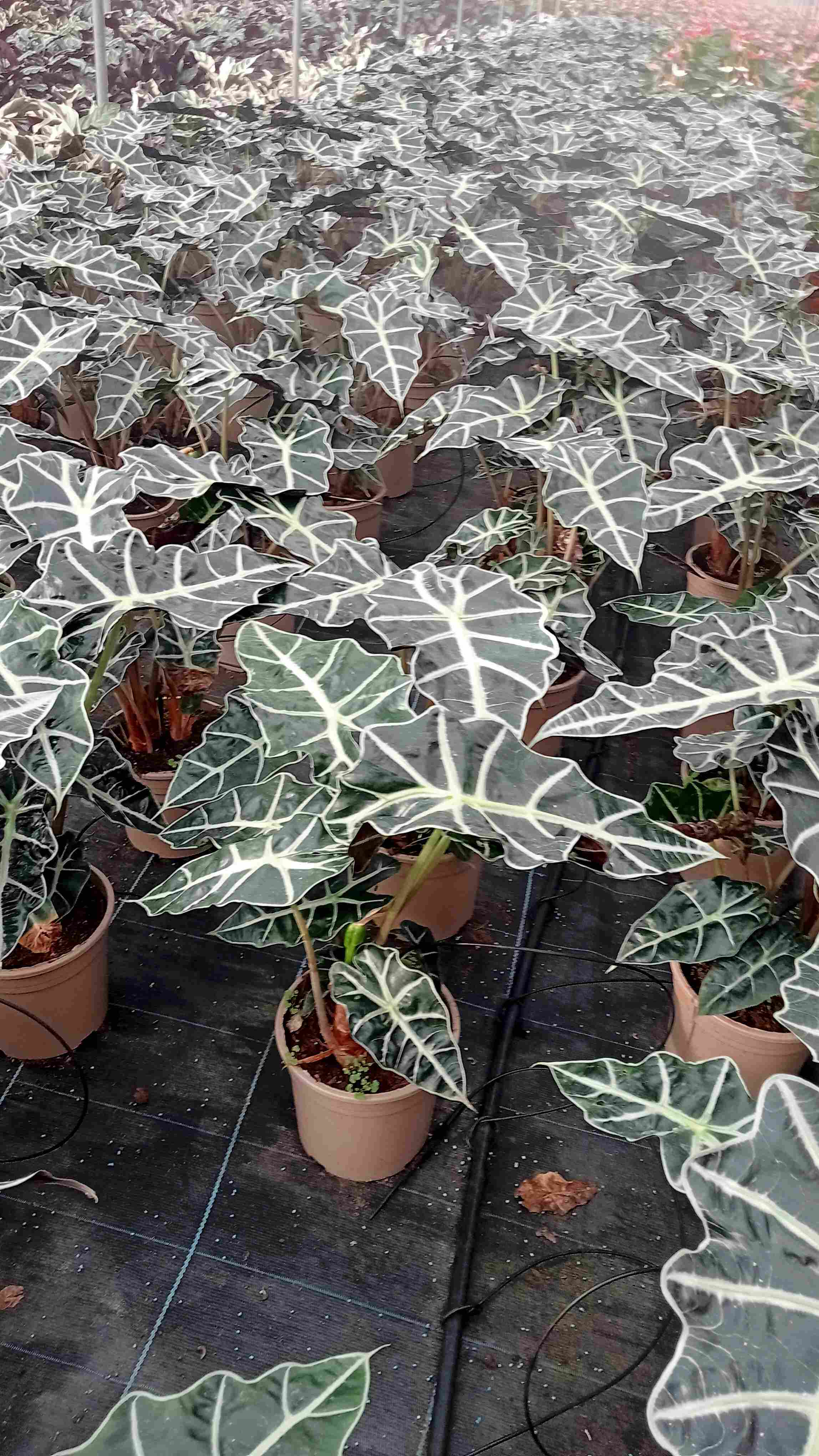 ALOCASIA POLY C 17