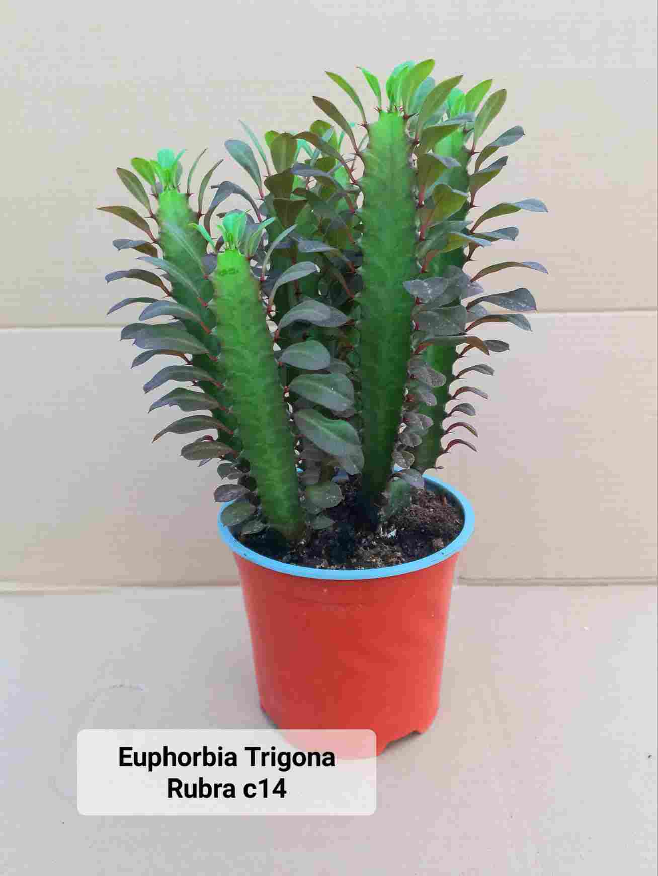 EUPHORBIA TRIGONA C 14