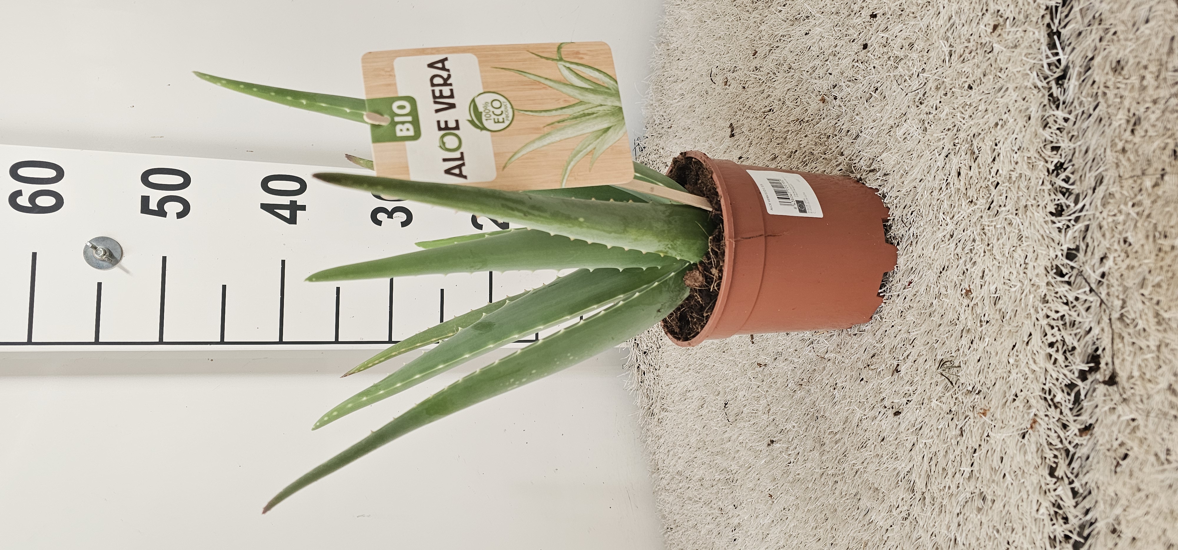 ALOE VERA ECO C 15
