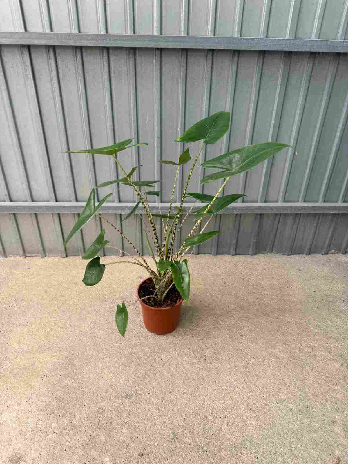 ALOCASIA ZEBRINA C 17 60 CM