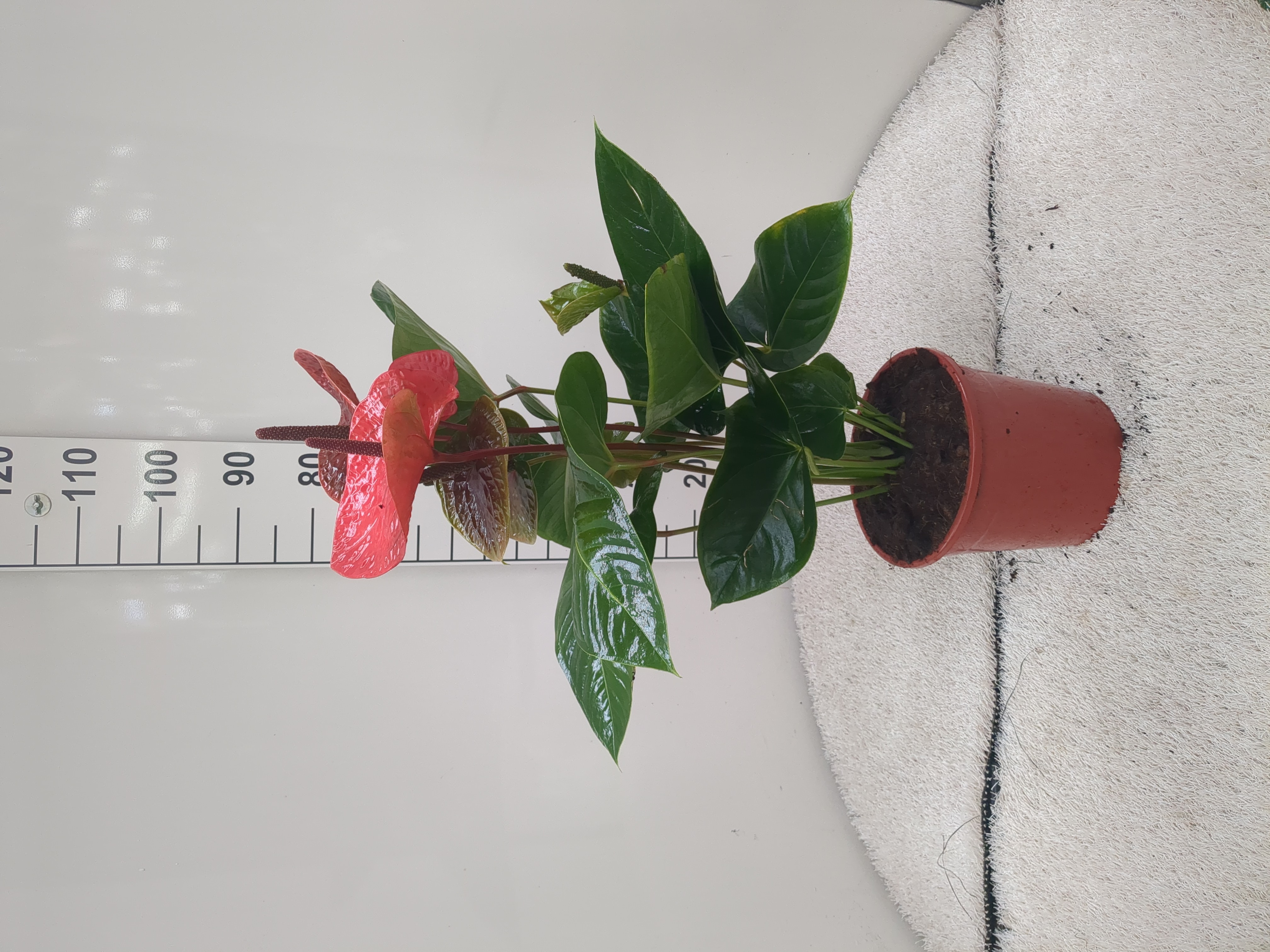 ANTHURIUM C 22