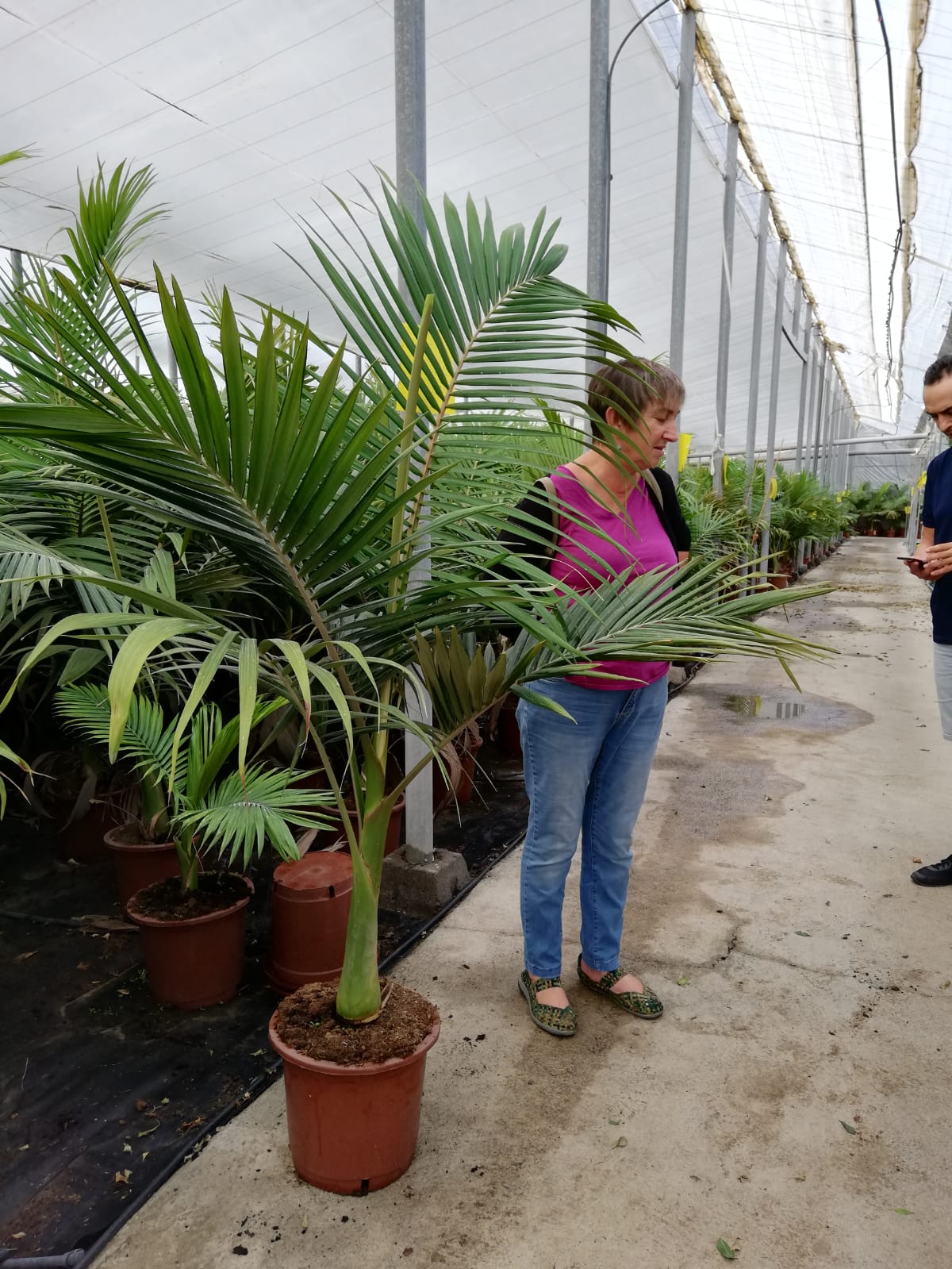 ARCHONTOPHOENIX C 30 - 1 PLANTA