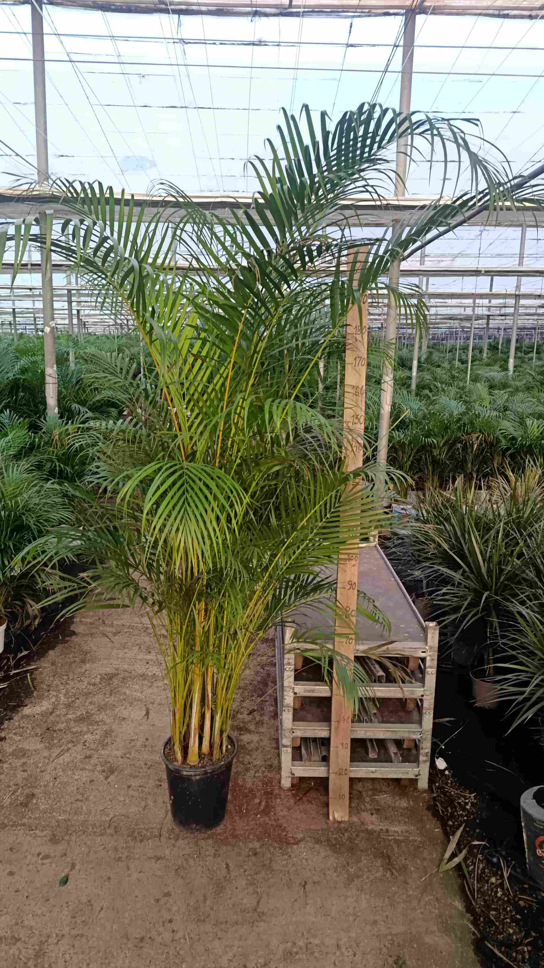 ARECA C 30 SUPER EXTRA 2 - 2,20 M