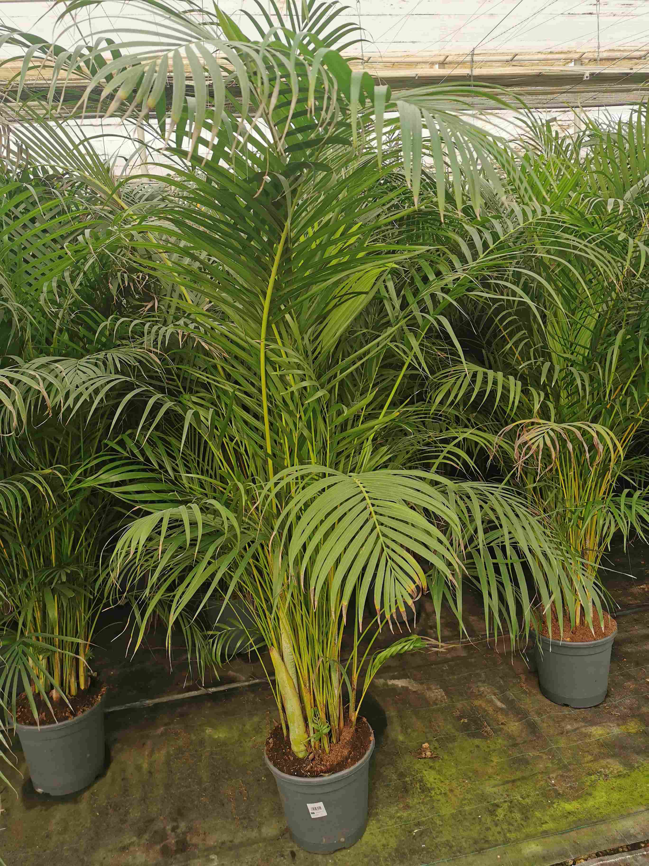 ARECA C 30 1.50 - 1.60 M