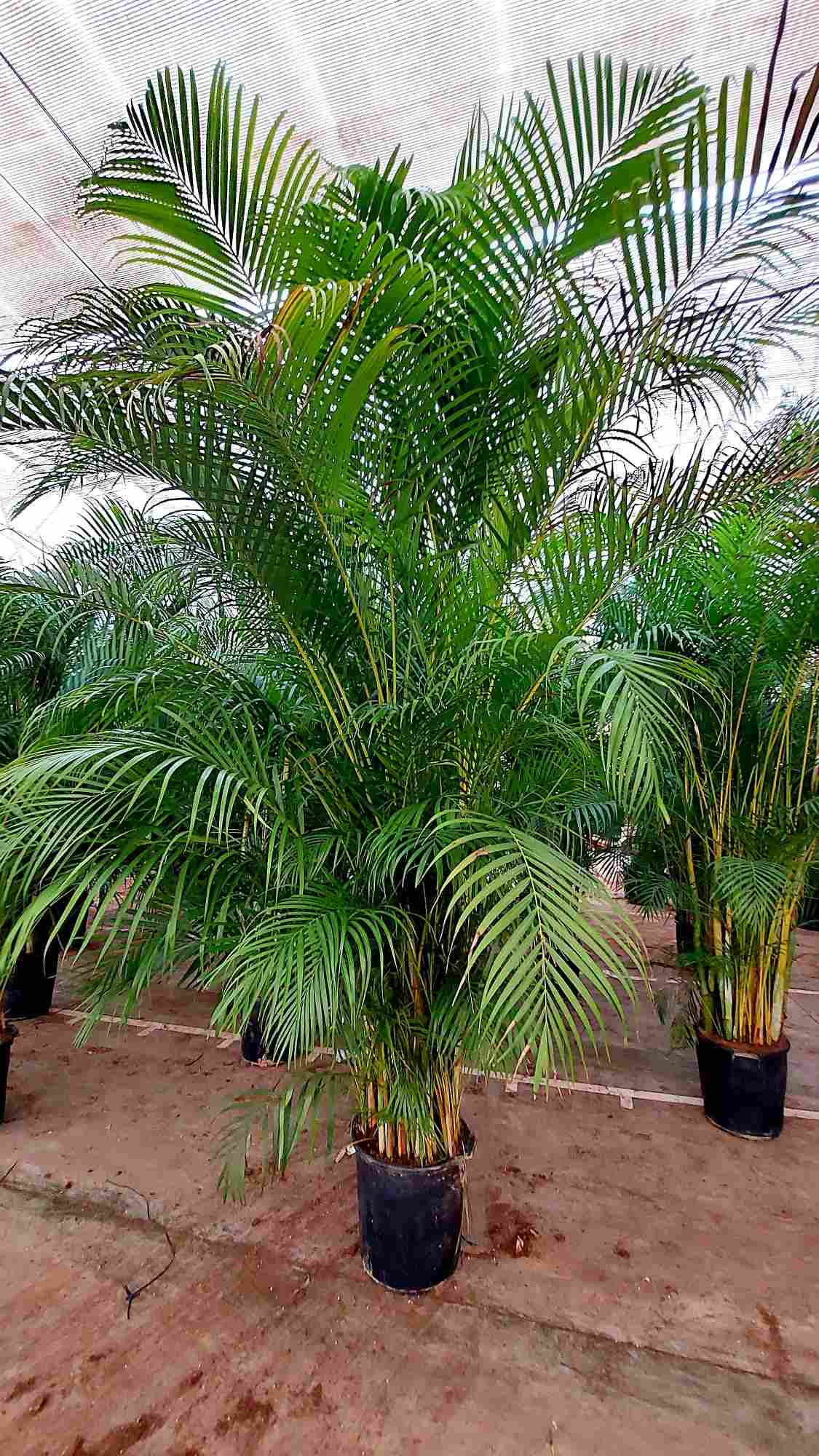 ARECA C 50 EJEMPLAR 3.50 M