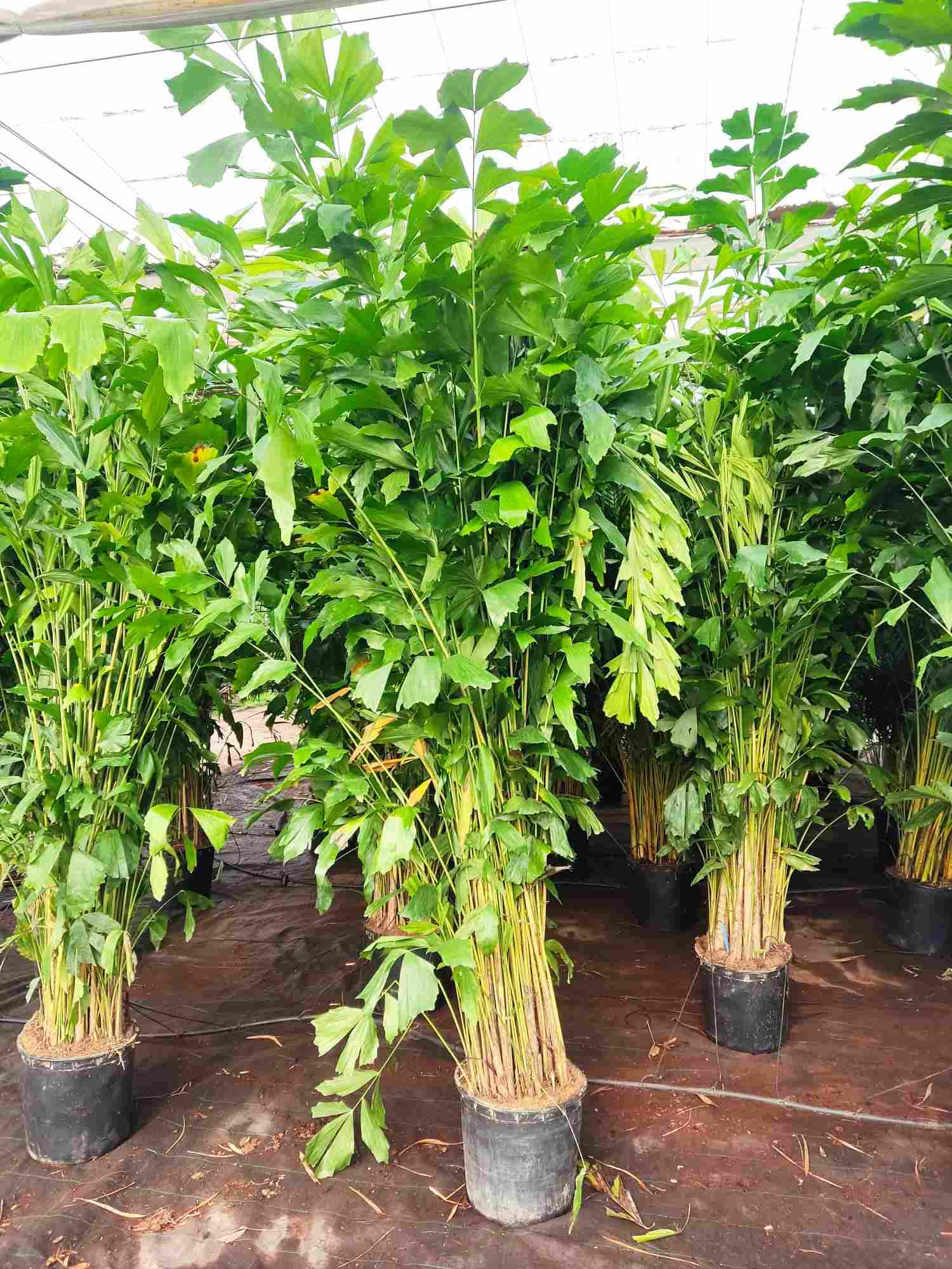 ARECA KARYOTA MITIS C 30 EXTRA 2,5 M