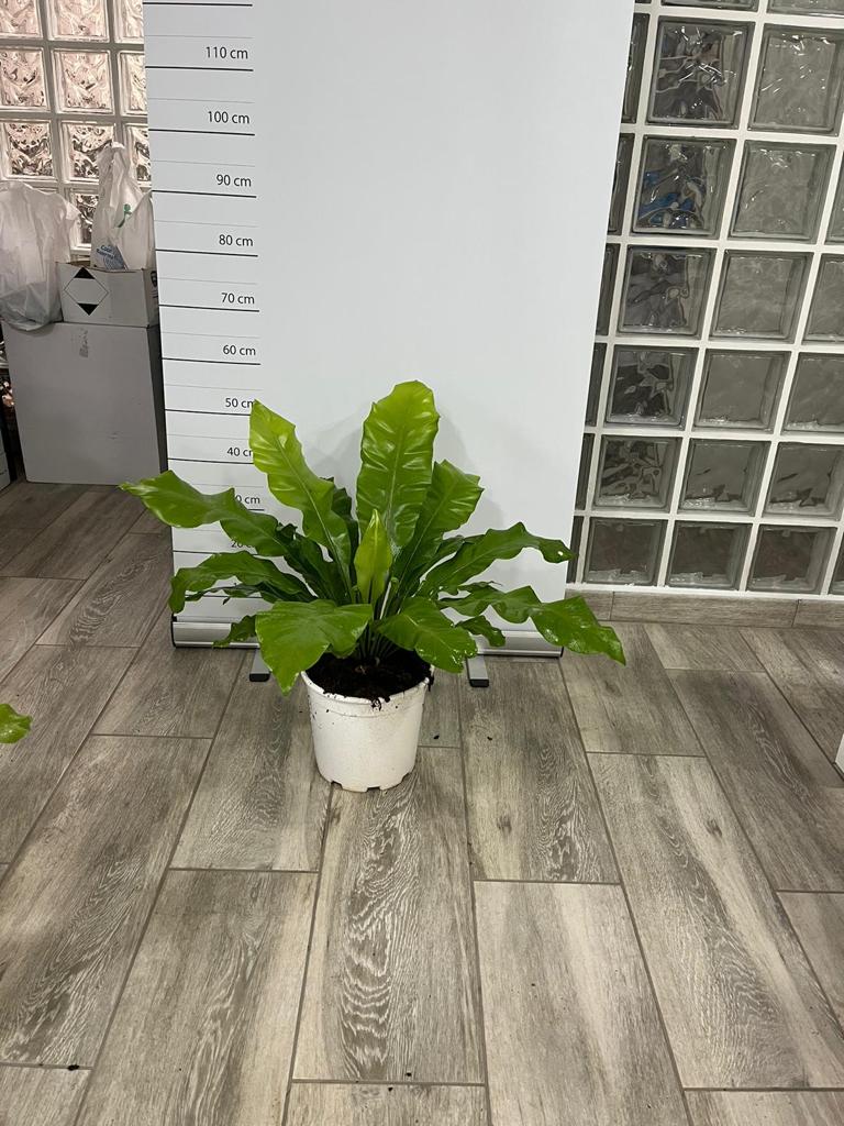 ASPLENIUM C 20