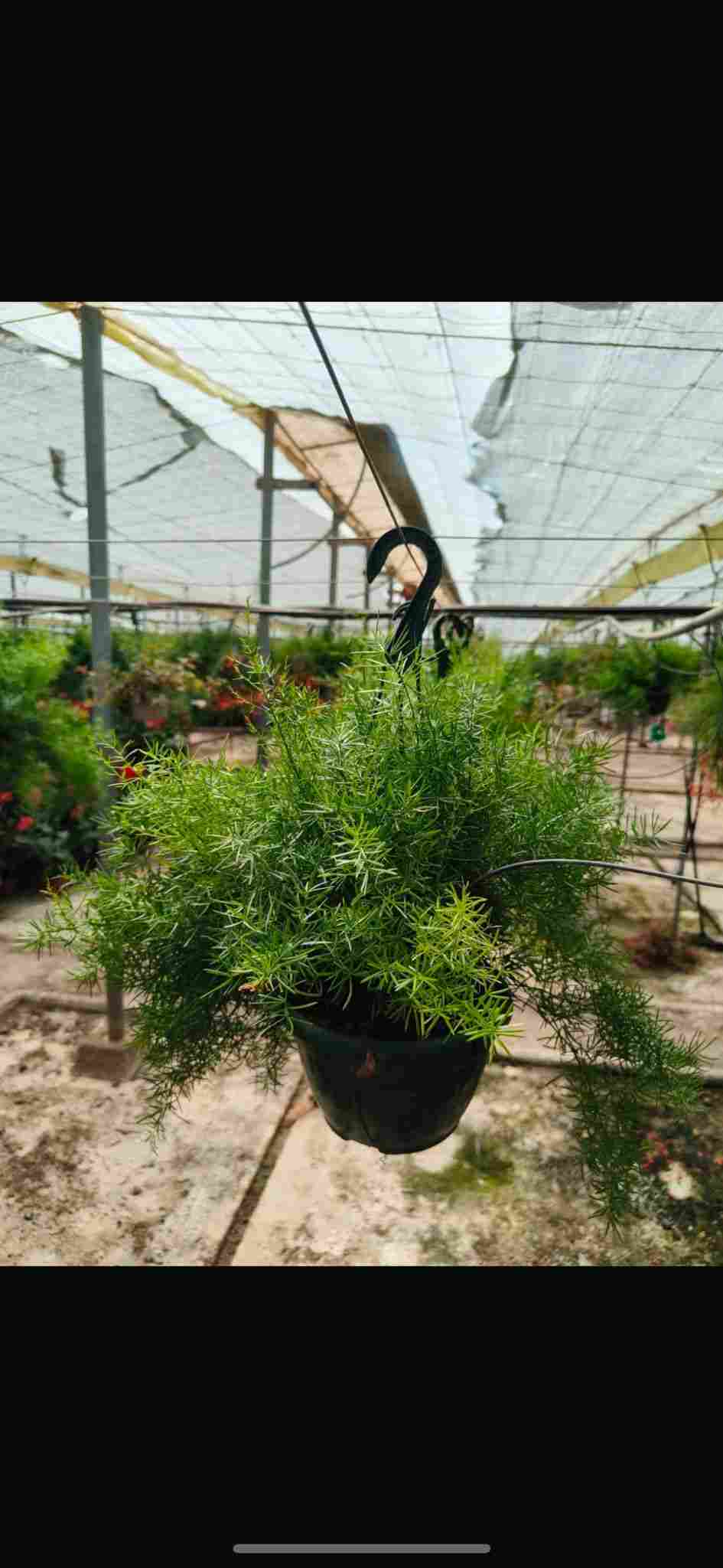 ESPARRAGUERA SPRENGUERI C 20