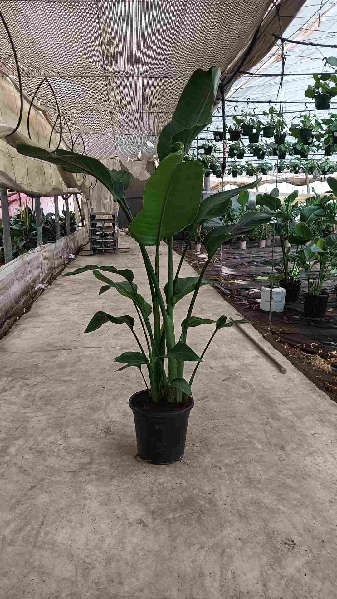 STRELITZIA AUGUSTA C 25 - 3 PLANTAS