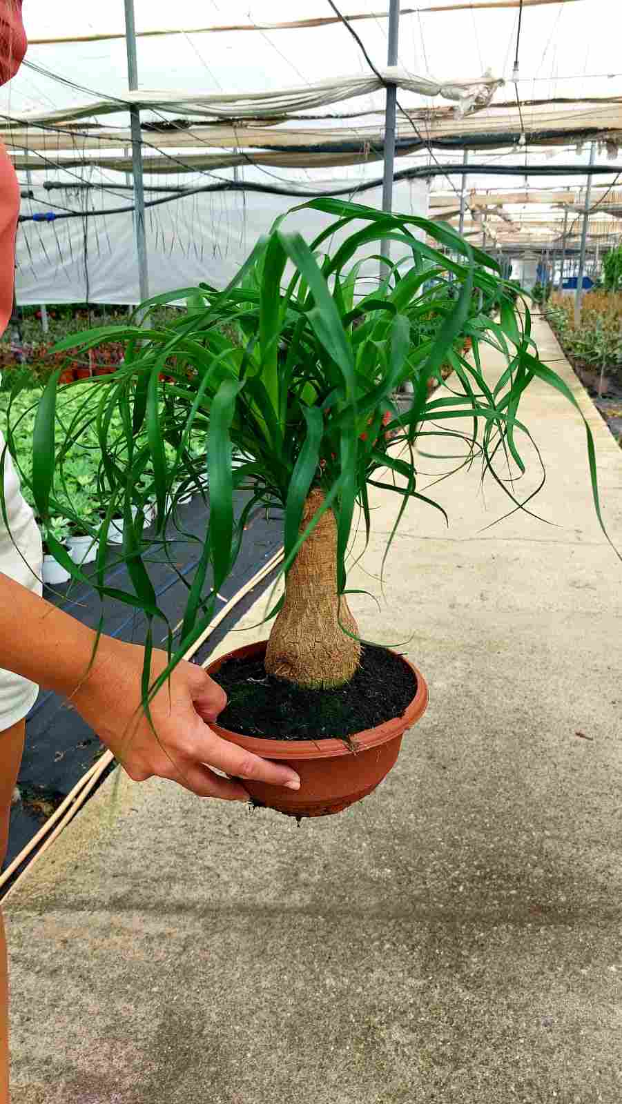 BEAUCARNEA TR C 20 30 CM TARRINA