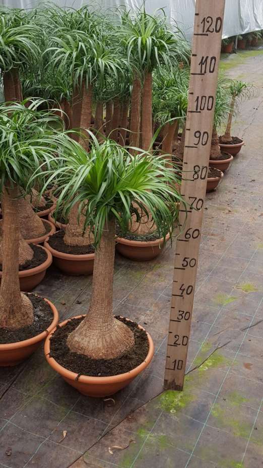 BEAUCARNEA TR 24" C 30 60 CM DE TRONCO