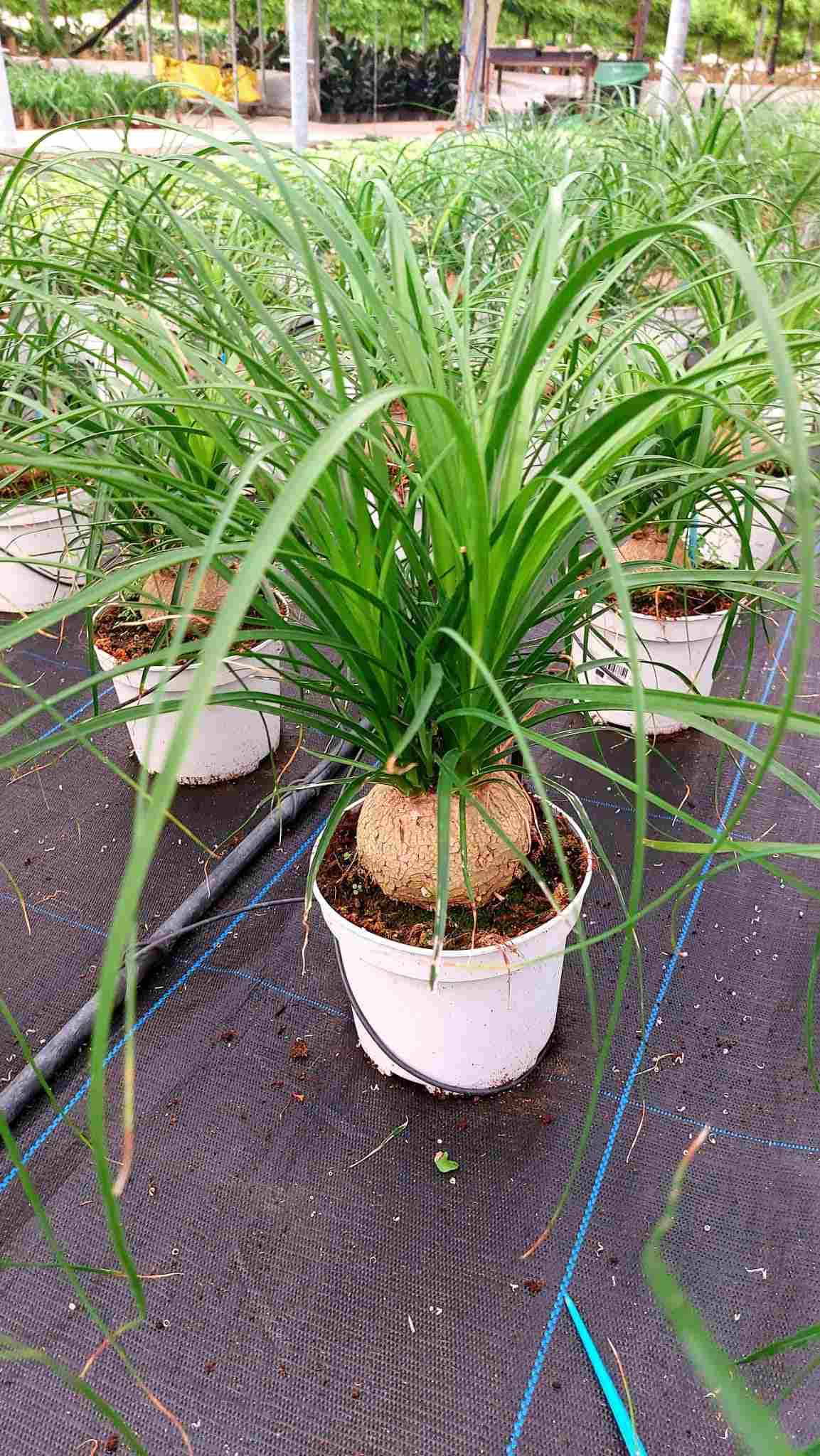 BEAUCARNEA NOLINA BULBO C 17