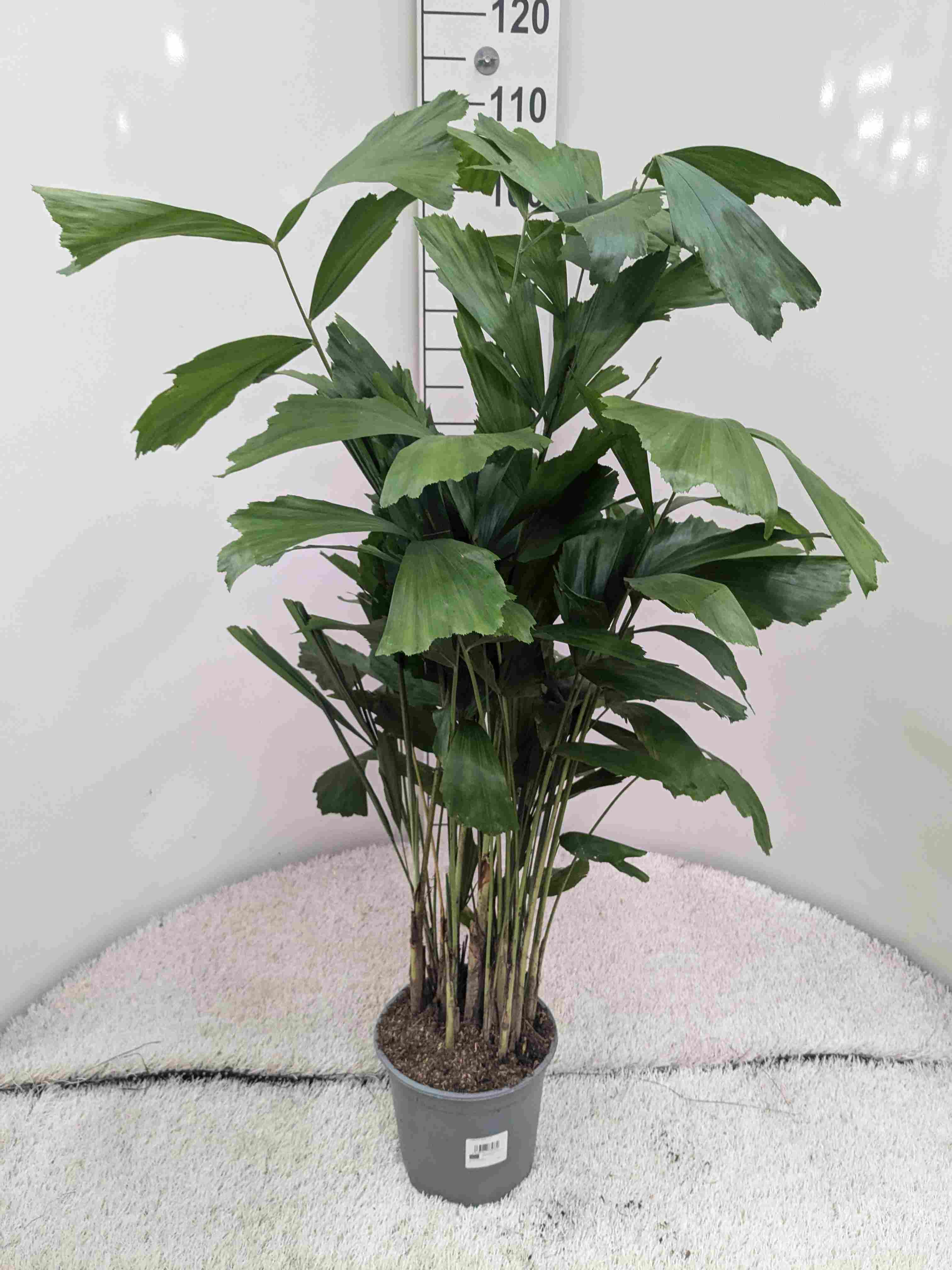 CARYOTA MITIS C 19