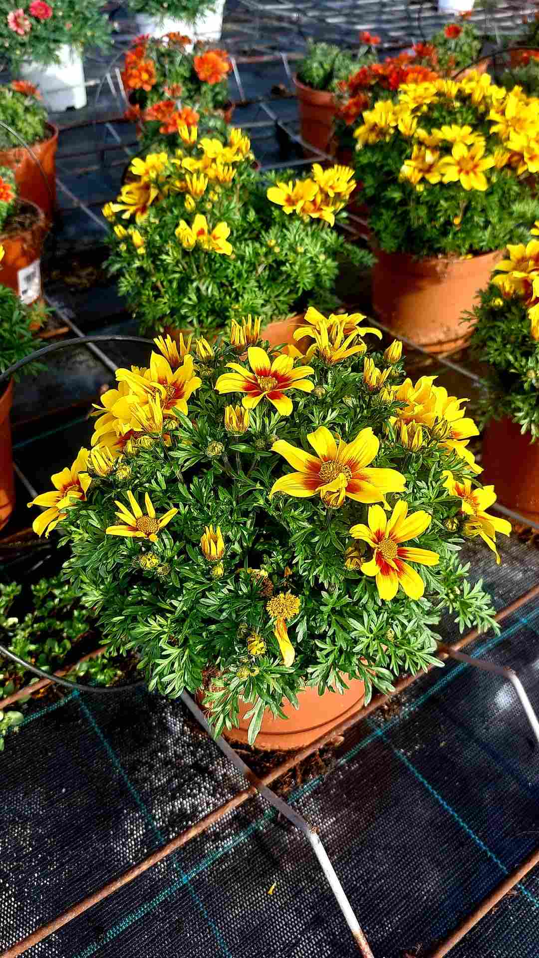 BIDENS C 17