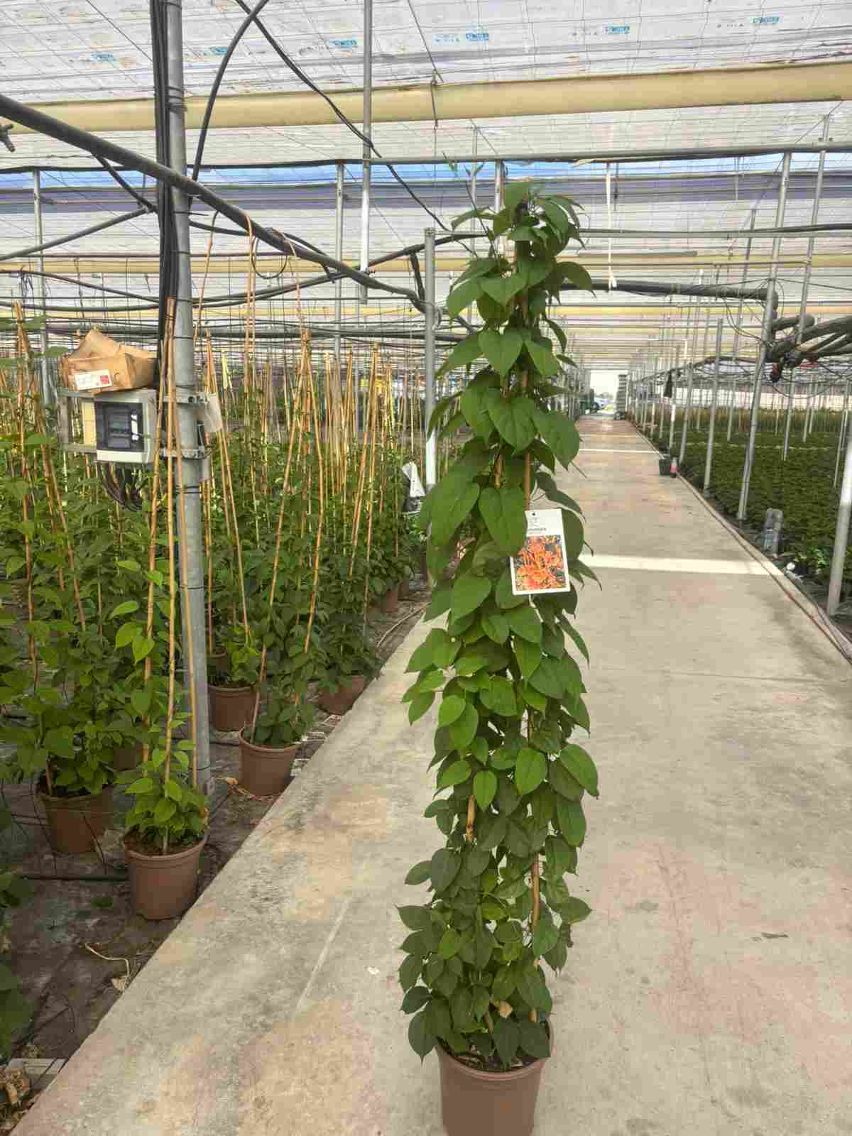 BIGNONIA VENUSTA C 27 PIRAMIDE 1.80 M