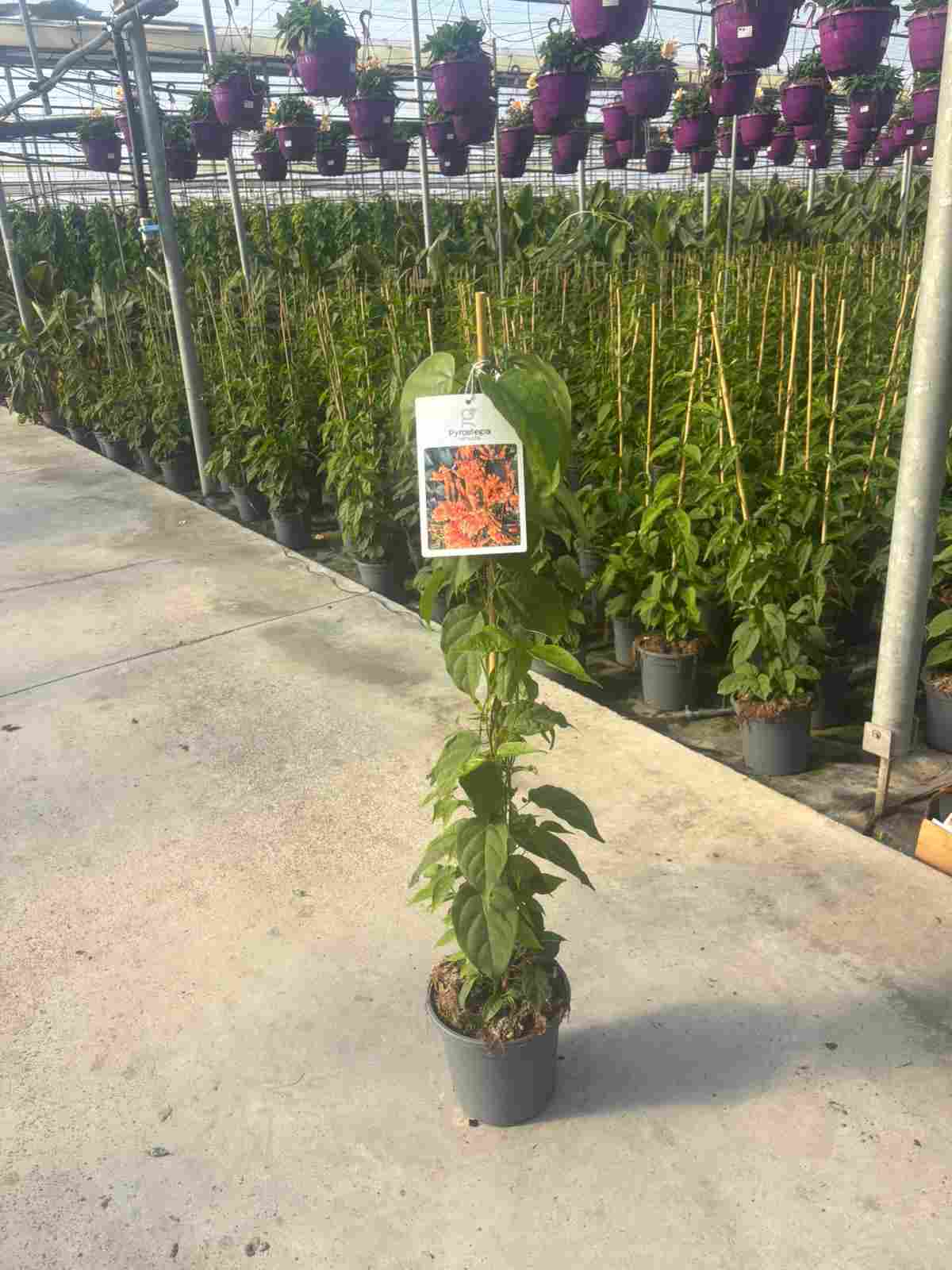 BIGNONIA VENUSTA C 20 CAÑA 1.10 M