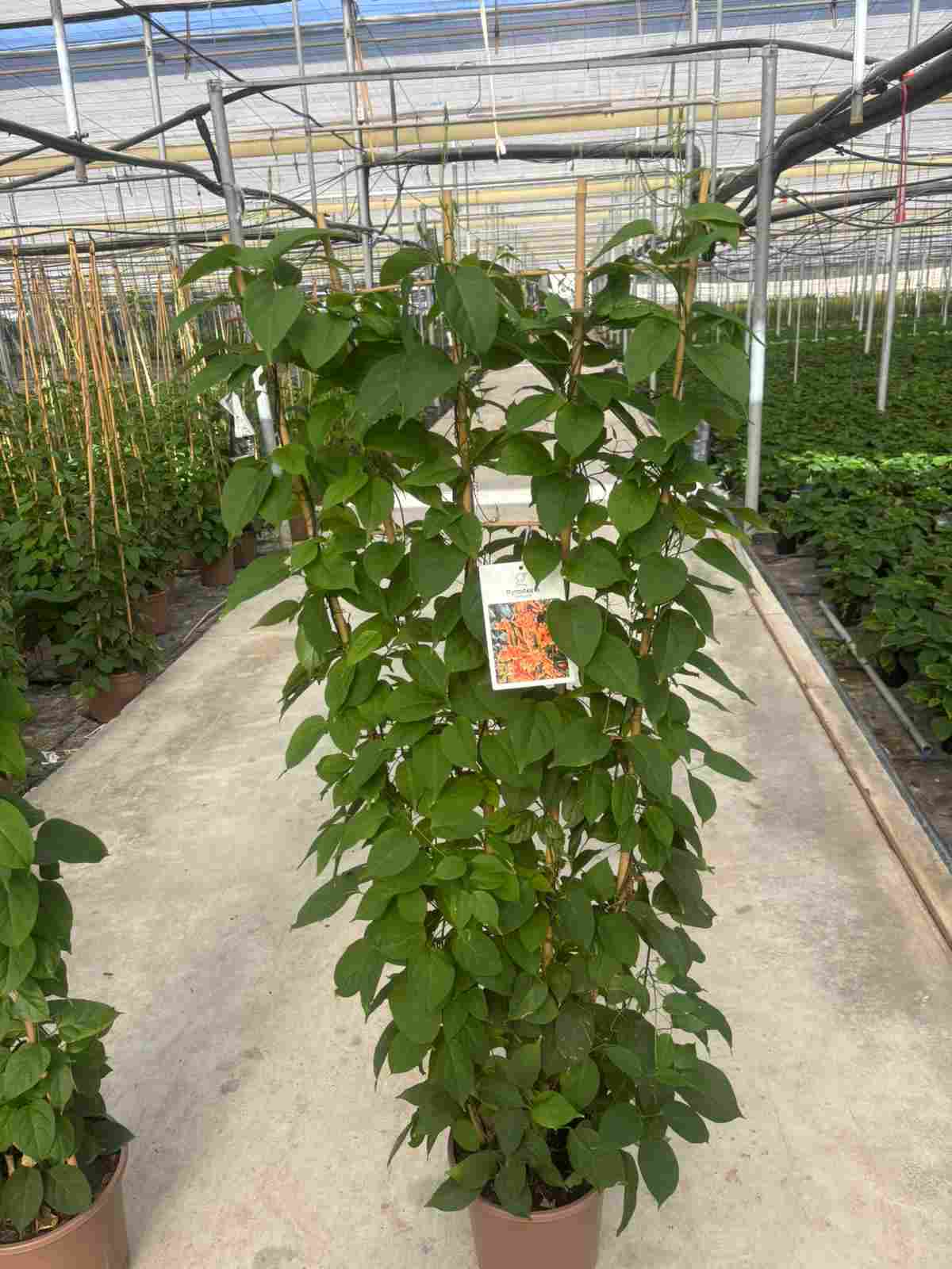 BIGNONIA VENUSTA C 27 ESPALDERA 1.50 M