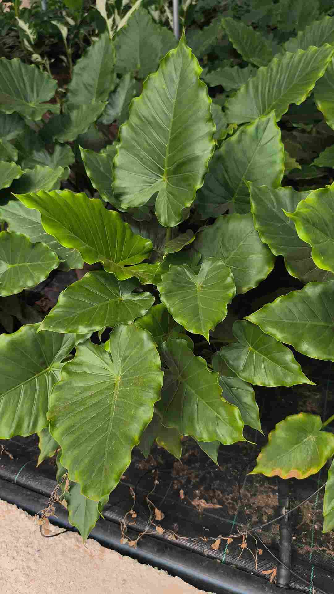 ALOCASIA ODORA CALIFORNIA C 22