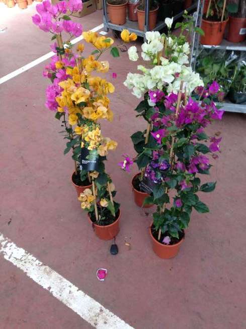 BOUGAINVILLEA PIRAMIDE C 17 0.90 M