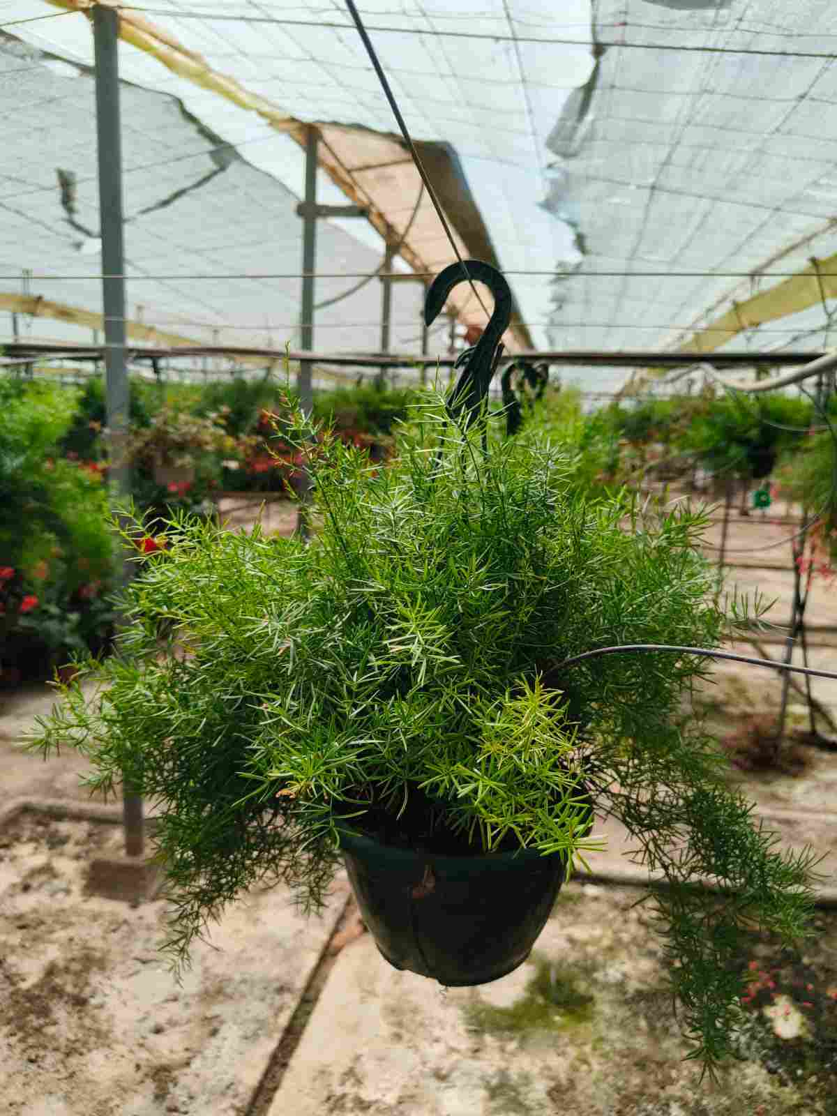 ESPARRAGUERA C 20