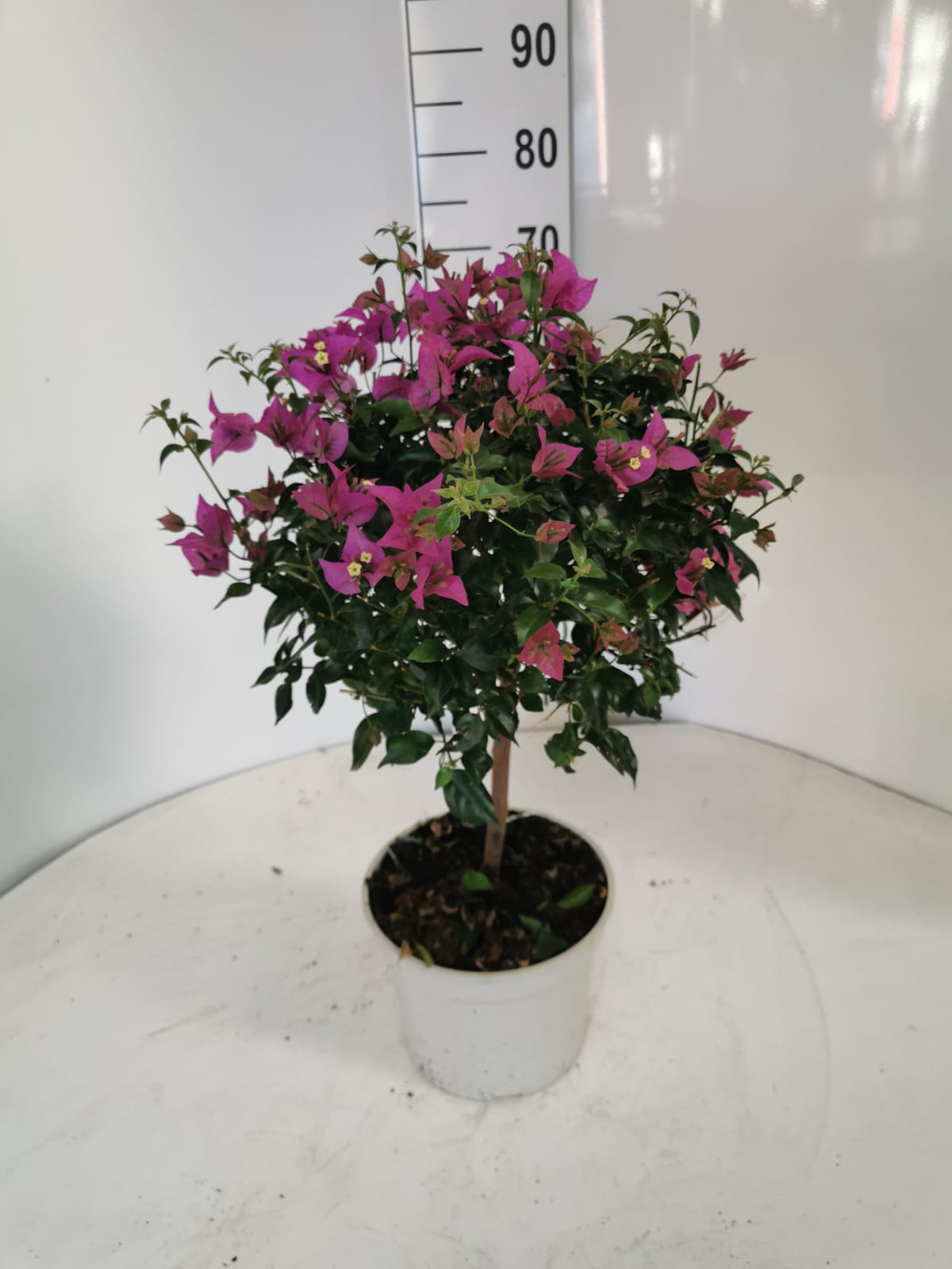 BOUGAINVILLEA ALEXANDRA C 23 COPA 90 CM "P"