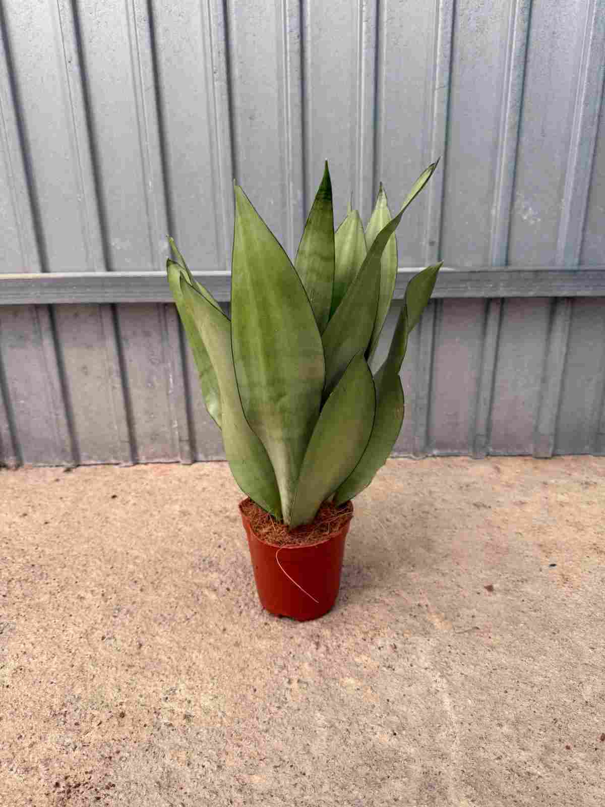 SANSEVIERIA MOONSHINE C 12