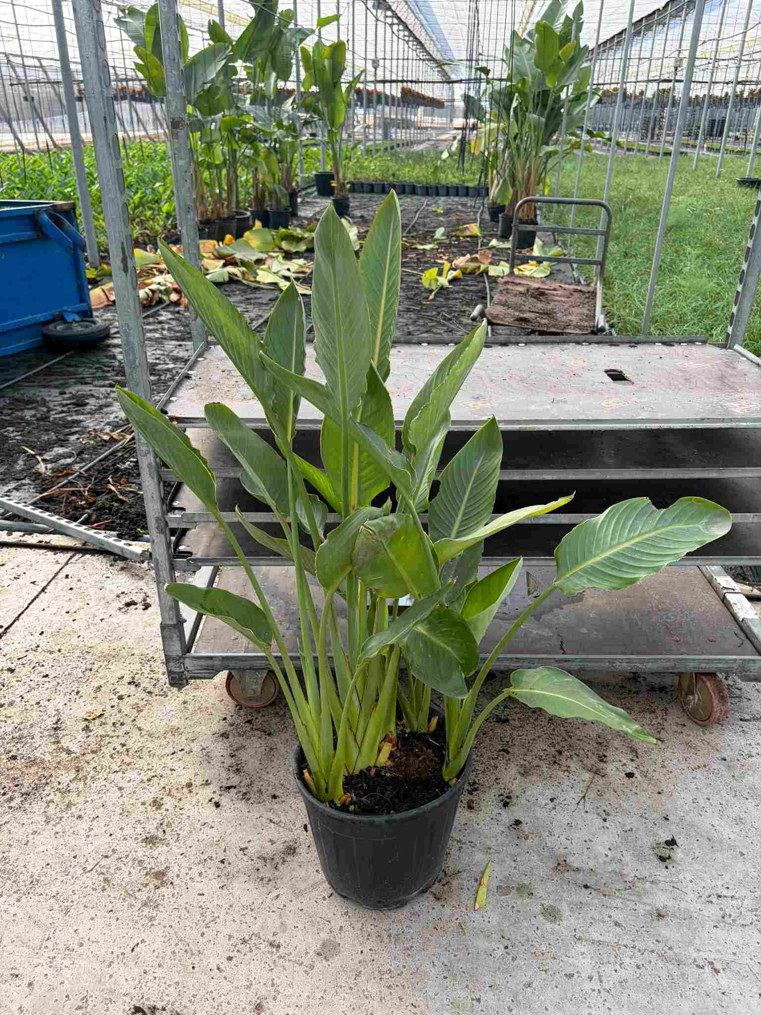 STRELITZIA REGINAE C 30 5-6 PLANTAS