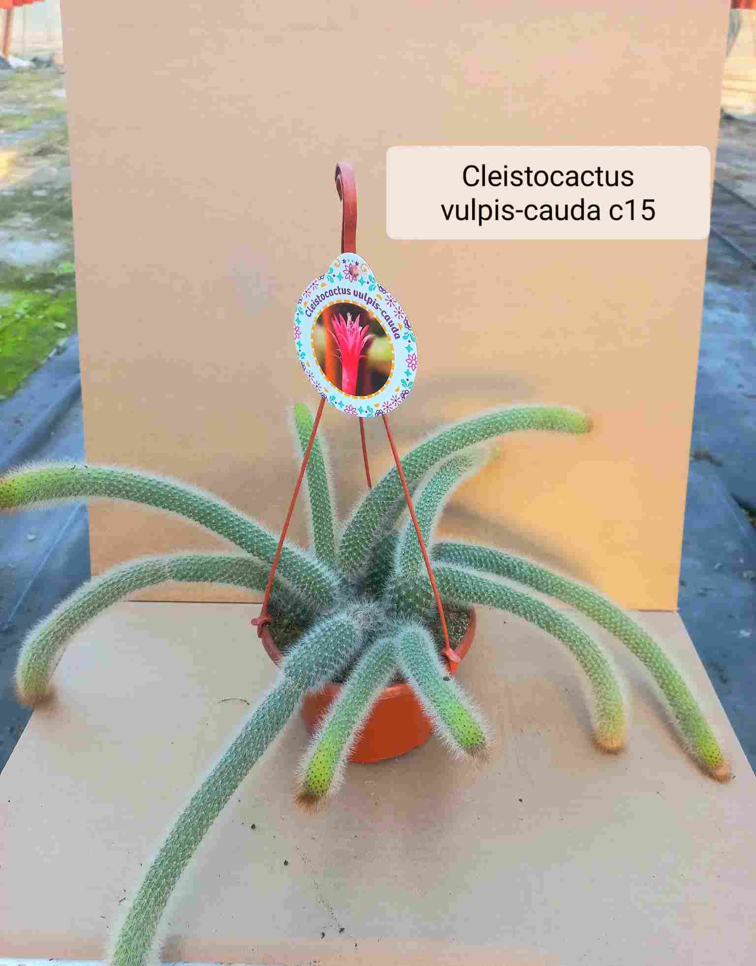 CLEISTOCACTUS VULPIS-CAUDA C 15 - COLGANTE