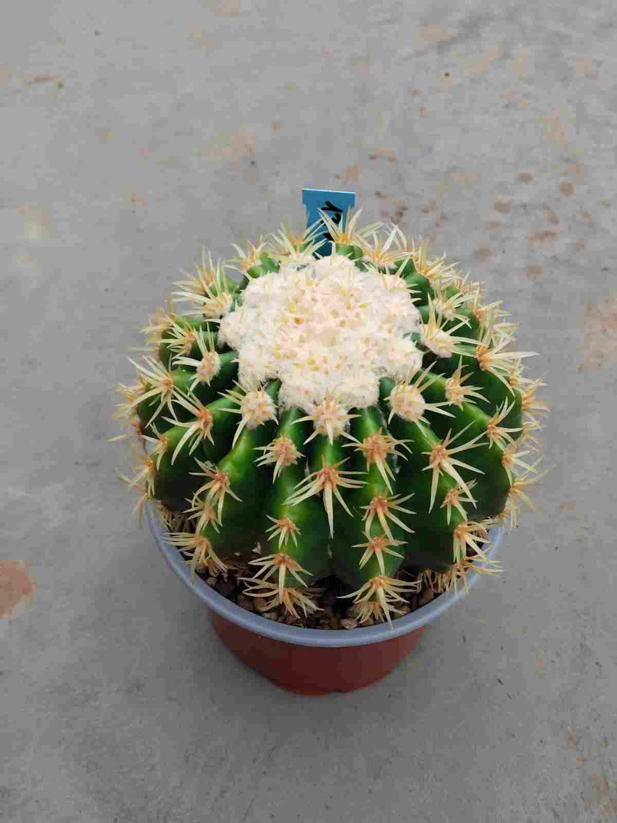 ECHINOCACTUS GRUSONII T 13 (asiento de la suegra)