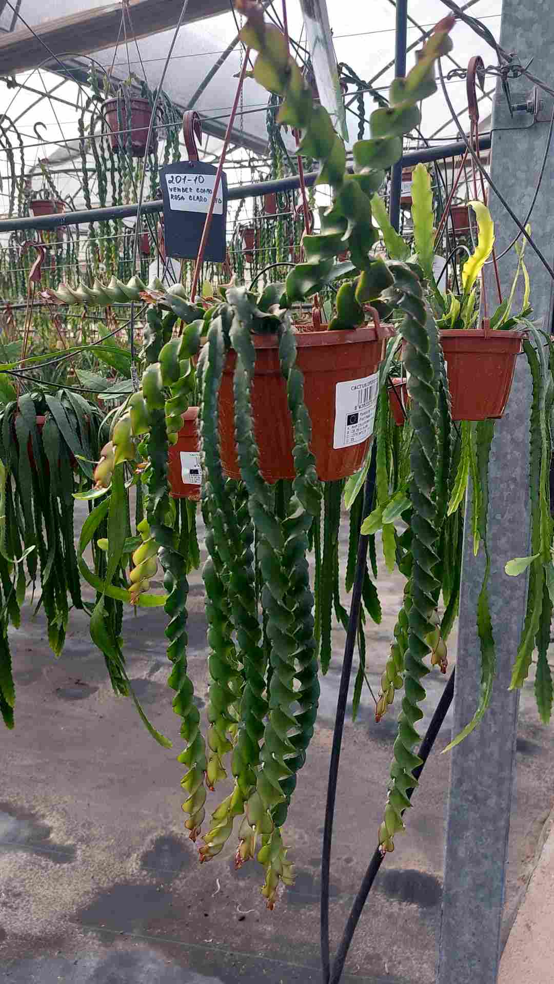 CACTUS COLGAR VARIADOS C 15 EXTRA