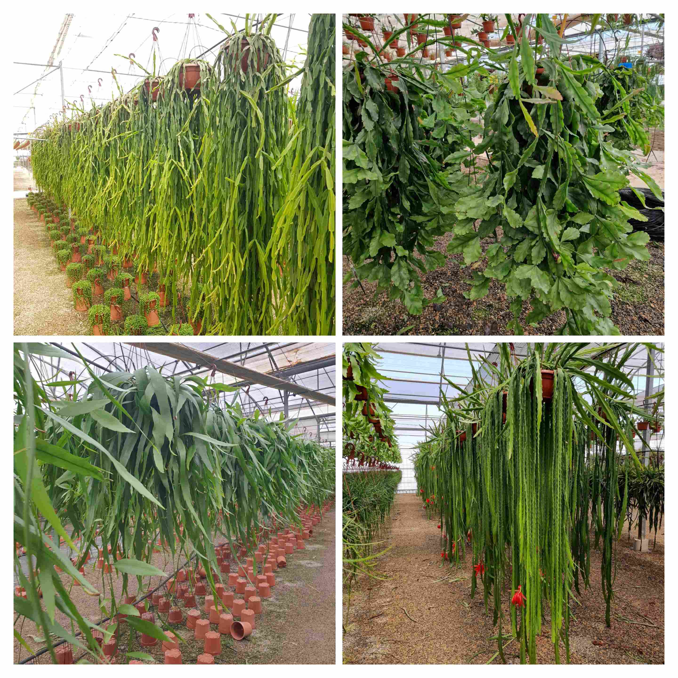 CACTUS COLGAR VARIADOS C 20 EXTRA