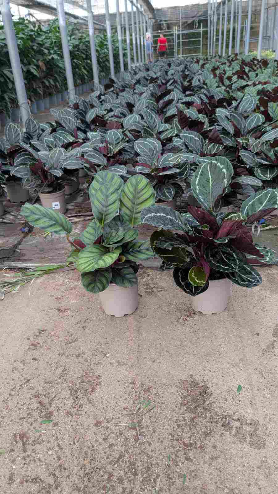 CALATHEA MIX C 17