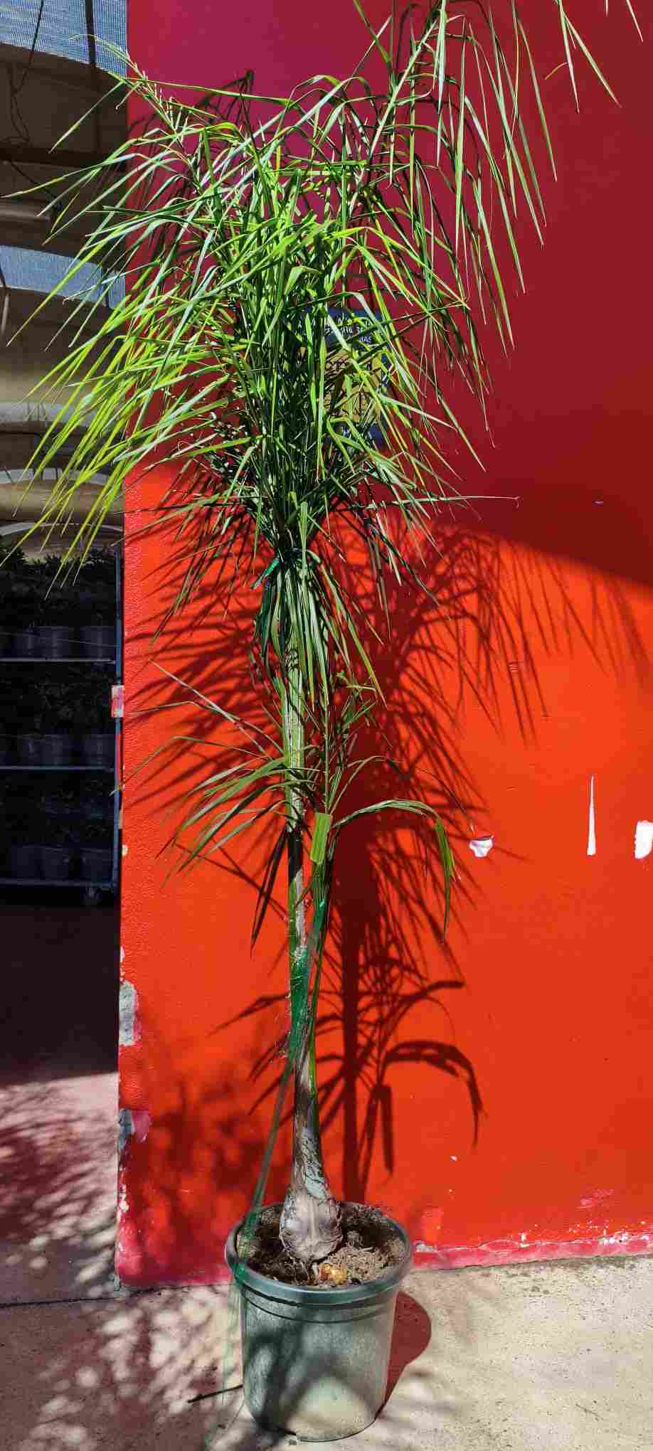 COCO PLUMOSO (SYAGRUS) C 40