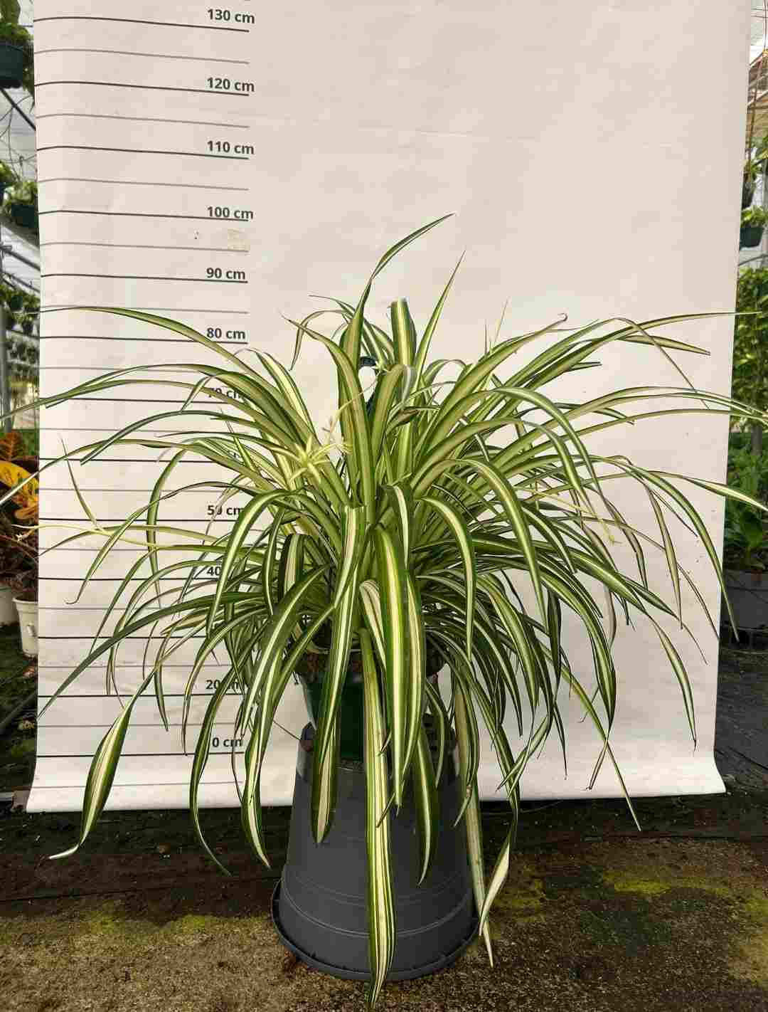 CHLOROPHYTUM C 20 - COLGANTE